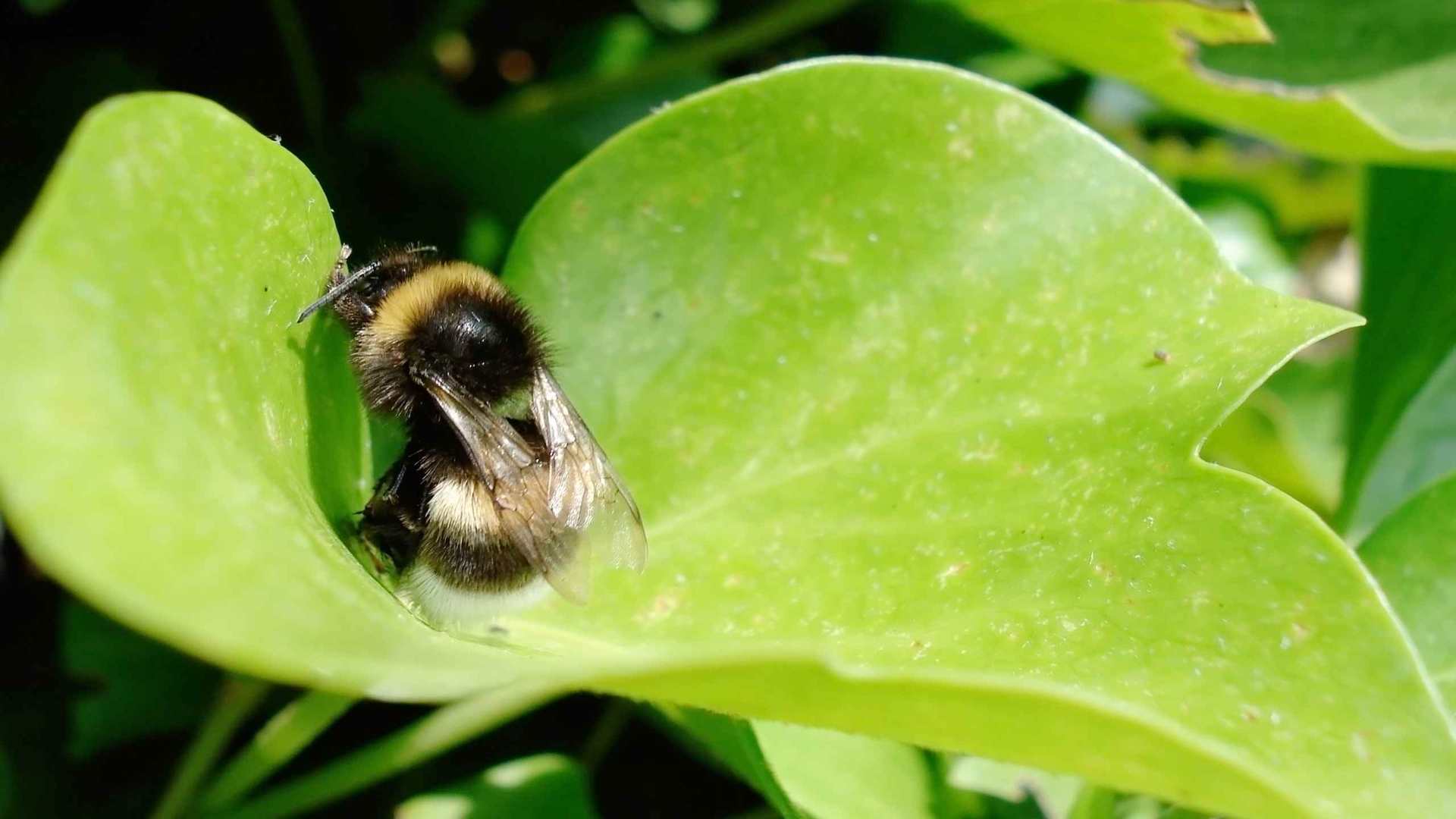 00831_restingbumblebee_2560x1600 — Wildlife wallpaper