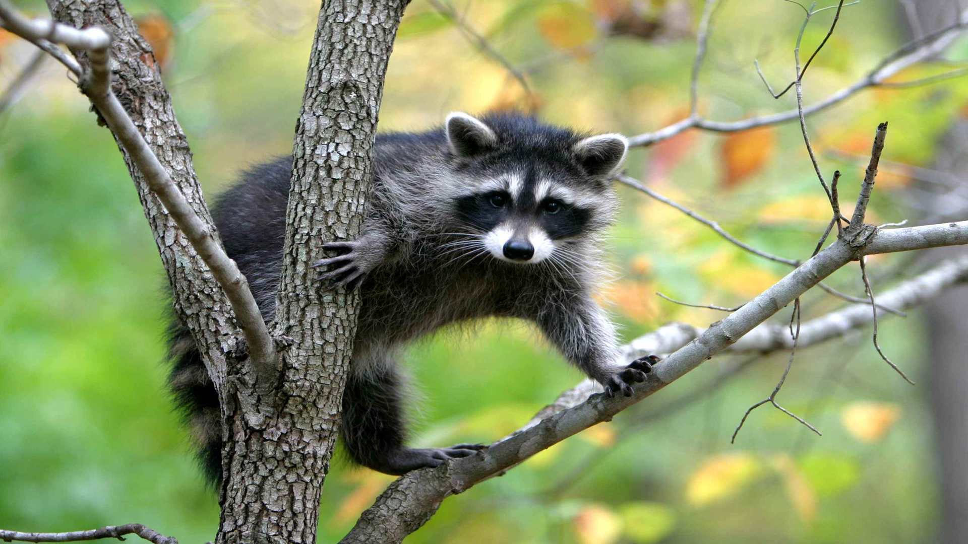 00943_hanginout_2560x1600 — Wildlife wallpaper