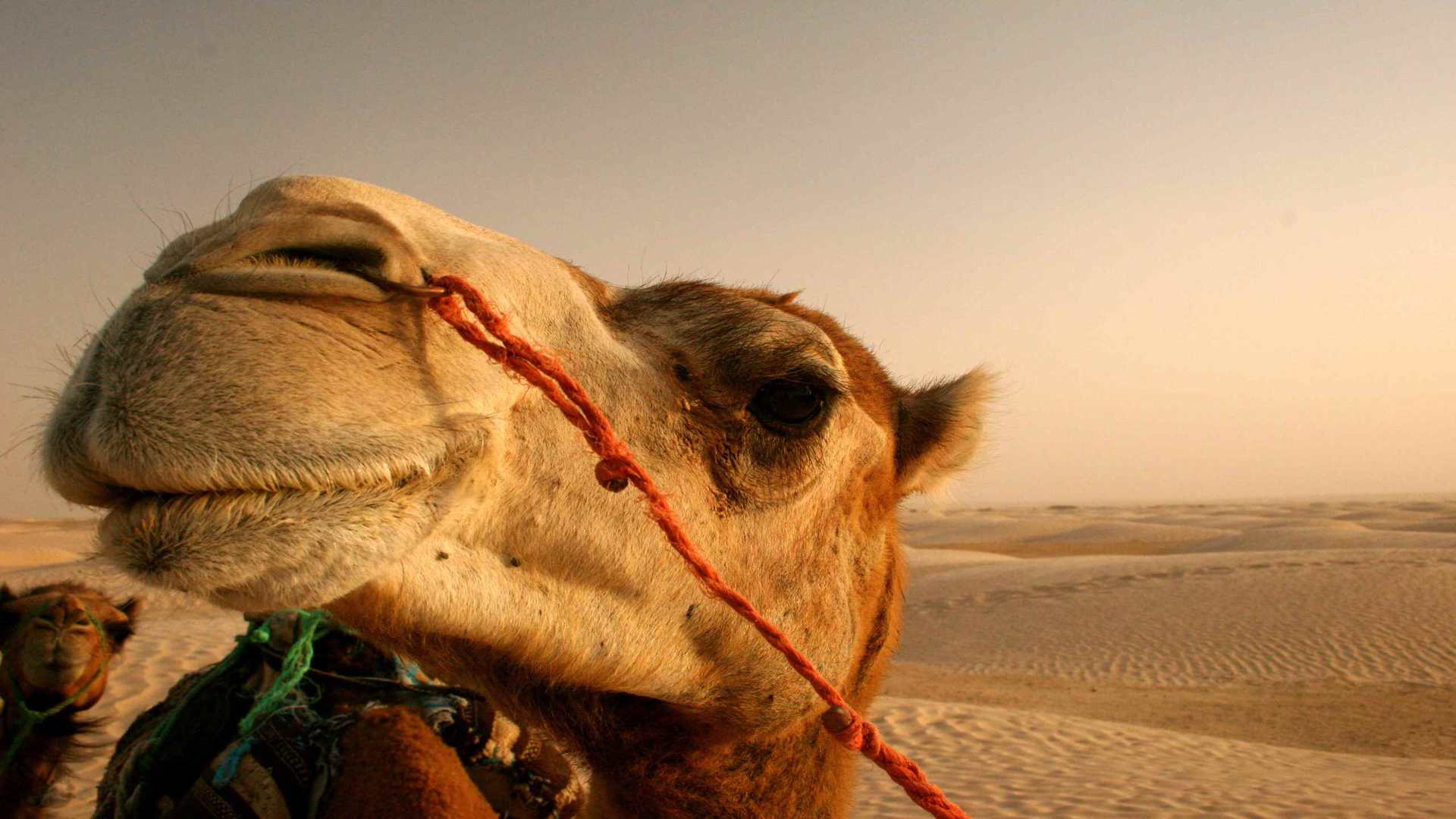 00944_camel_2560x1600 — Wildlife wallpaper