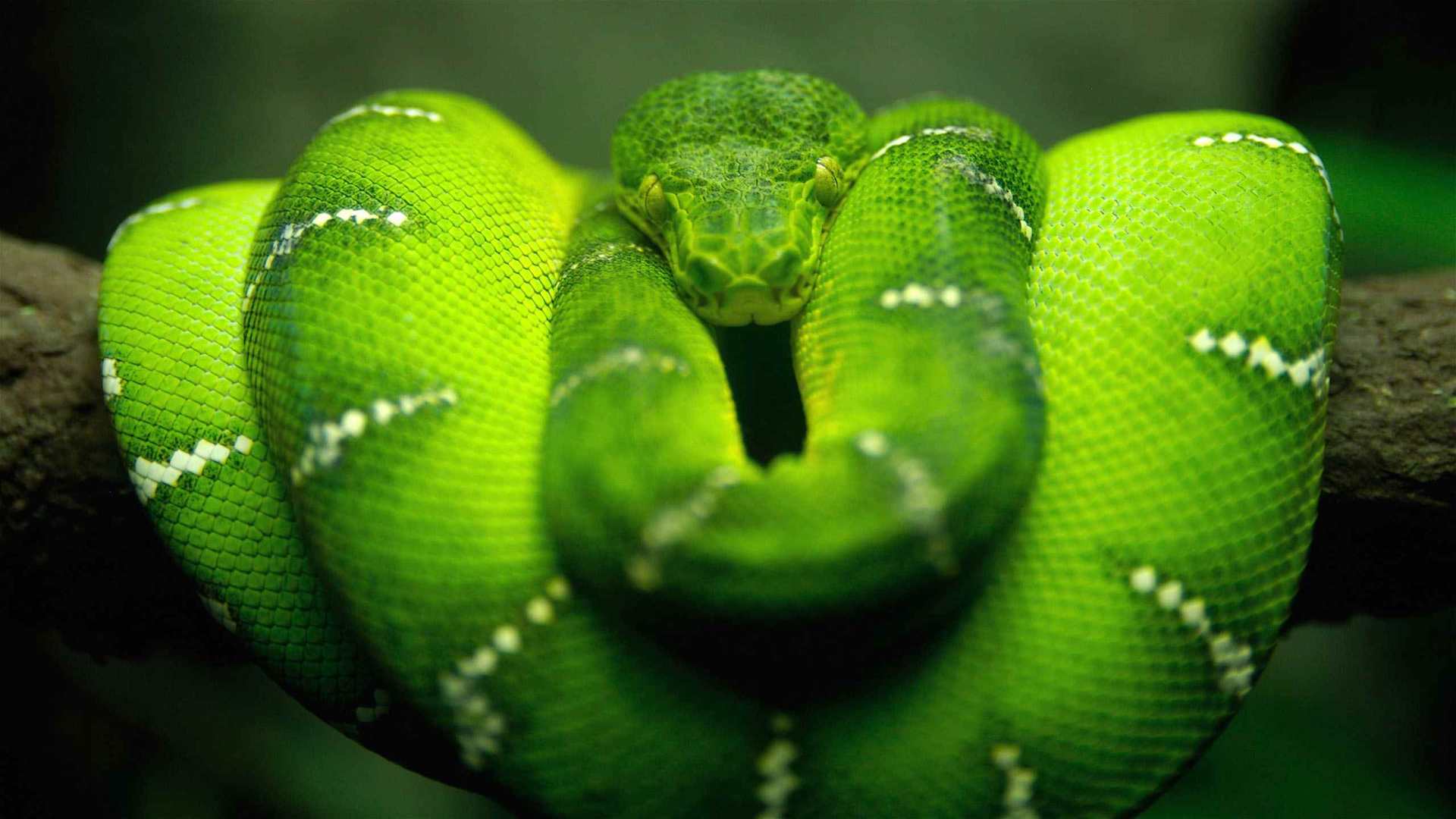 01110_treesnakeonbranch_2560x1600 — Wildlife wallpaper