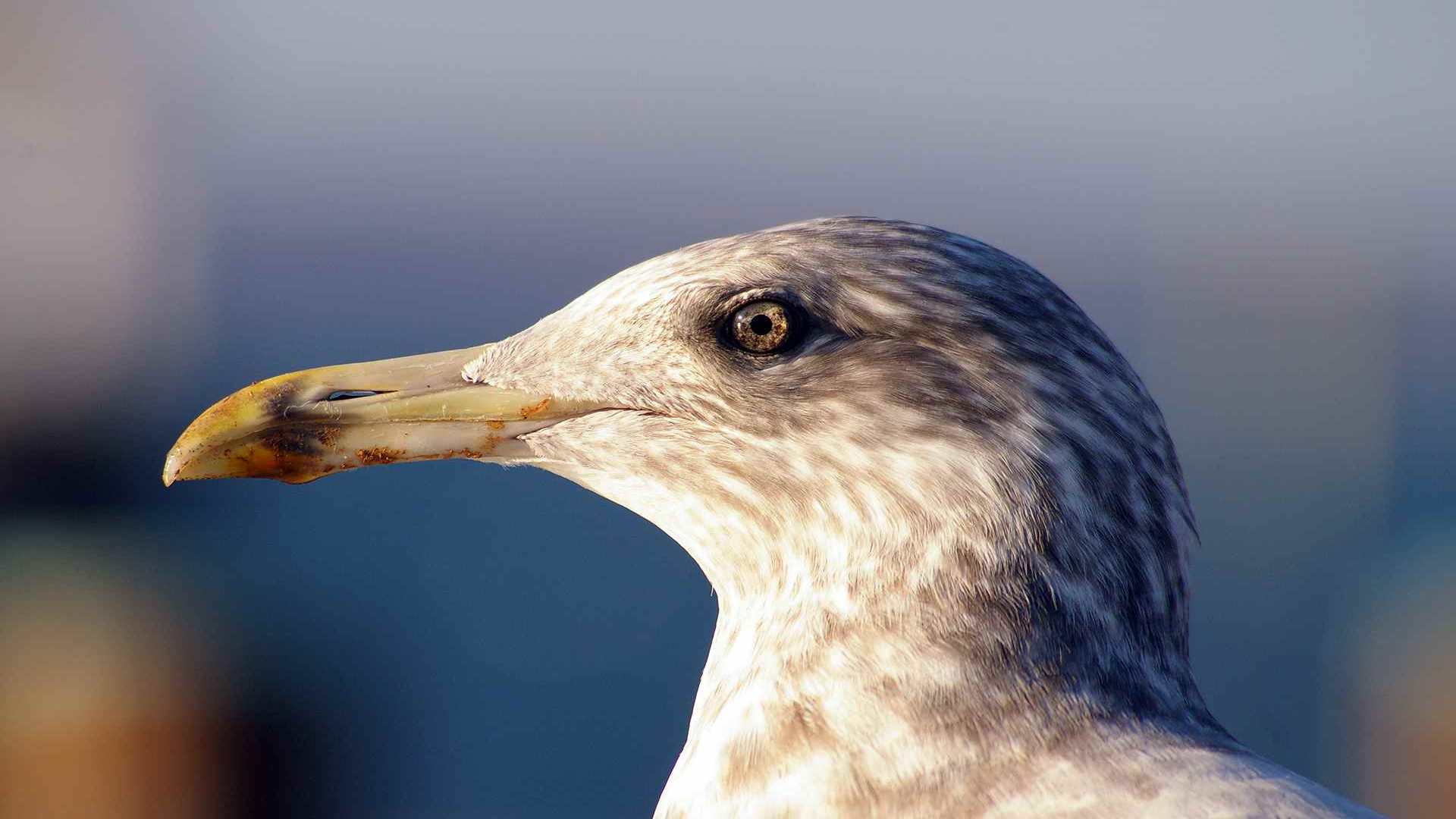 01469_seagull_1920x1200 — Wildlife wallpaper