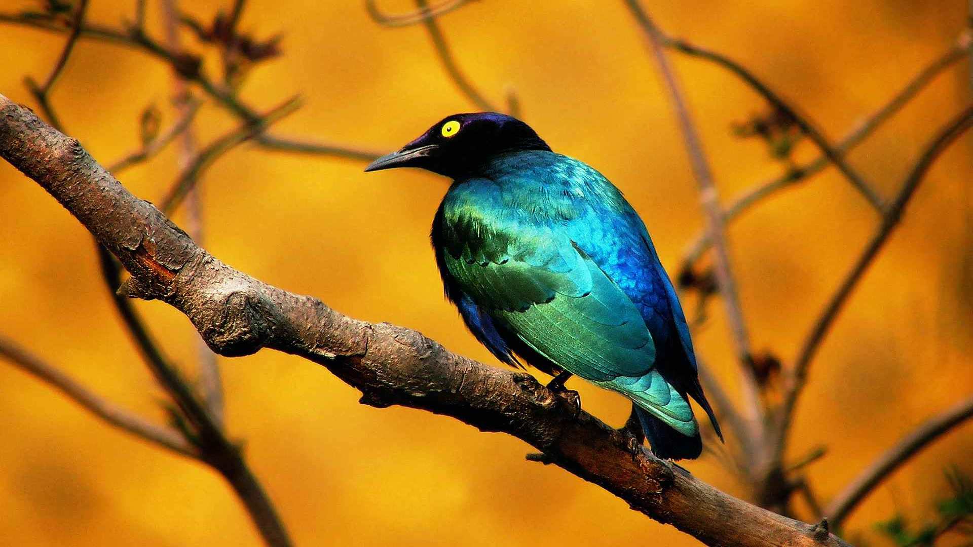 01739_bluebird_1920x1200 — Wildlife wallpaper