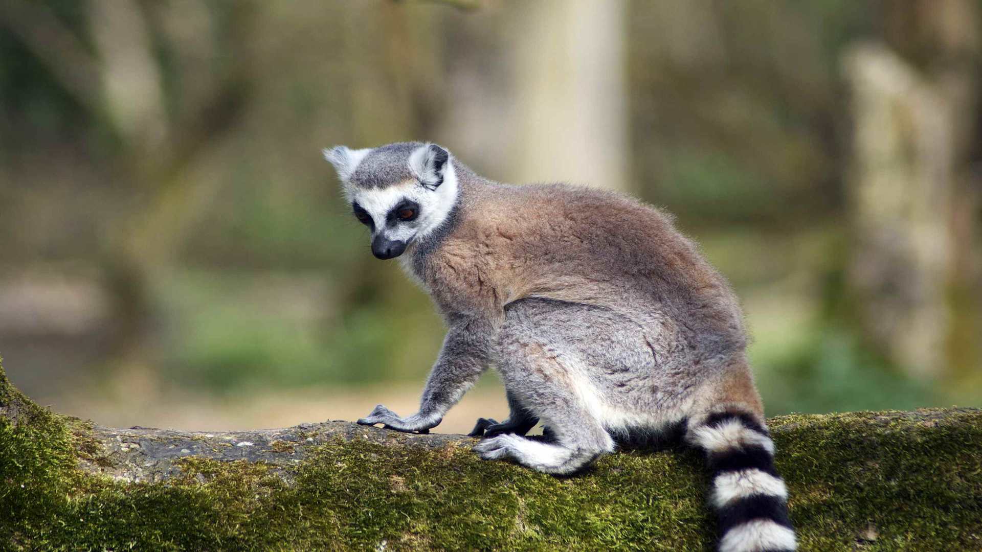 01870_ringtailedlemur_2560x1600 — Wildlife wallpaper