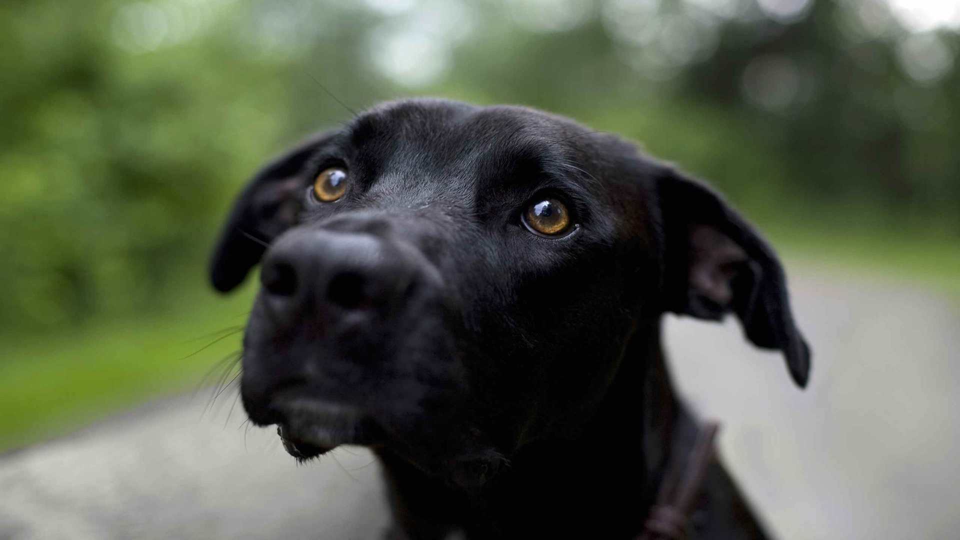 01883_samedog_2560x1600 — Wildlife wallpaper