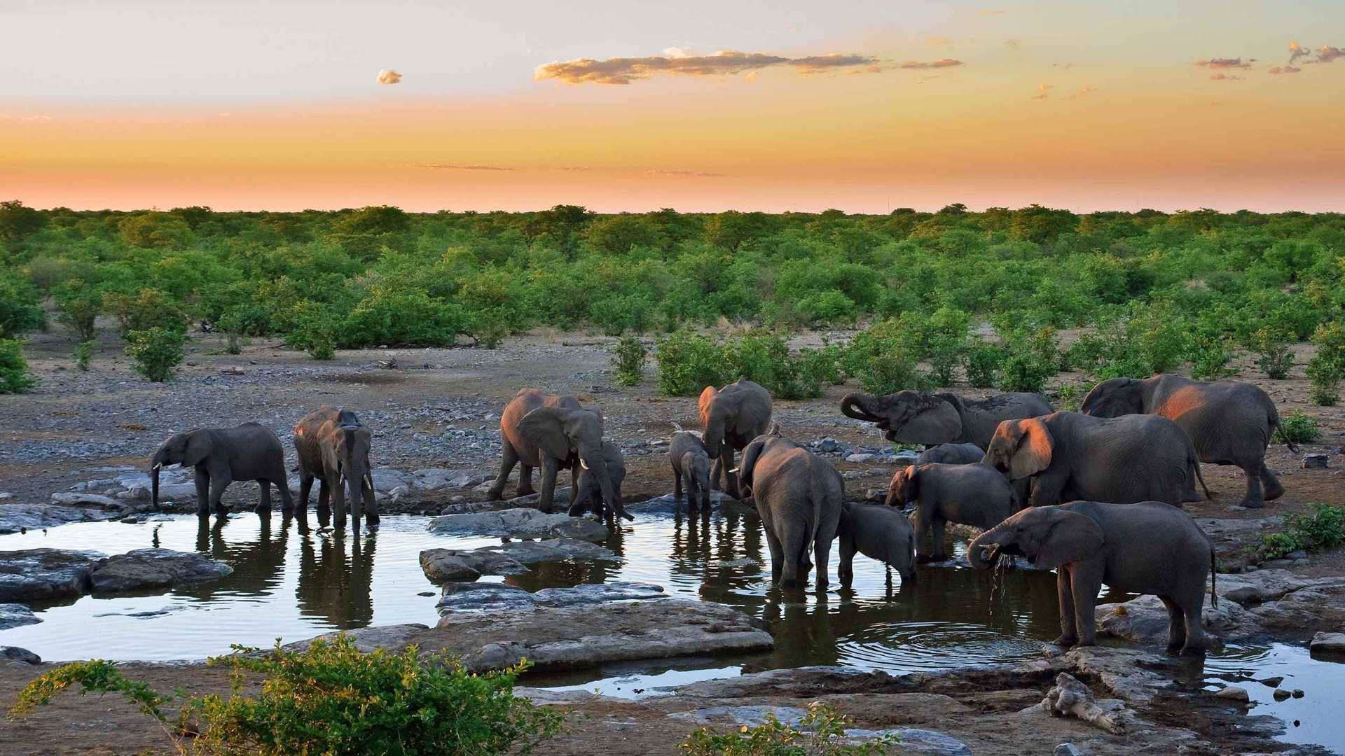 02189_sunsetwithelephants_2560x1600 — Wildlife wallpaper