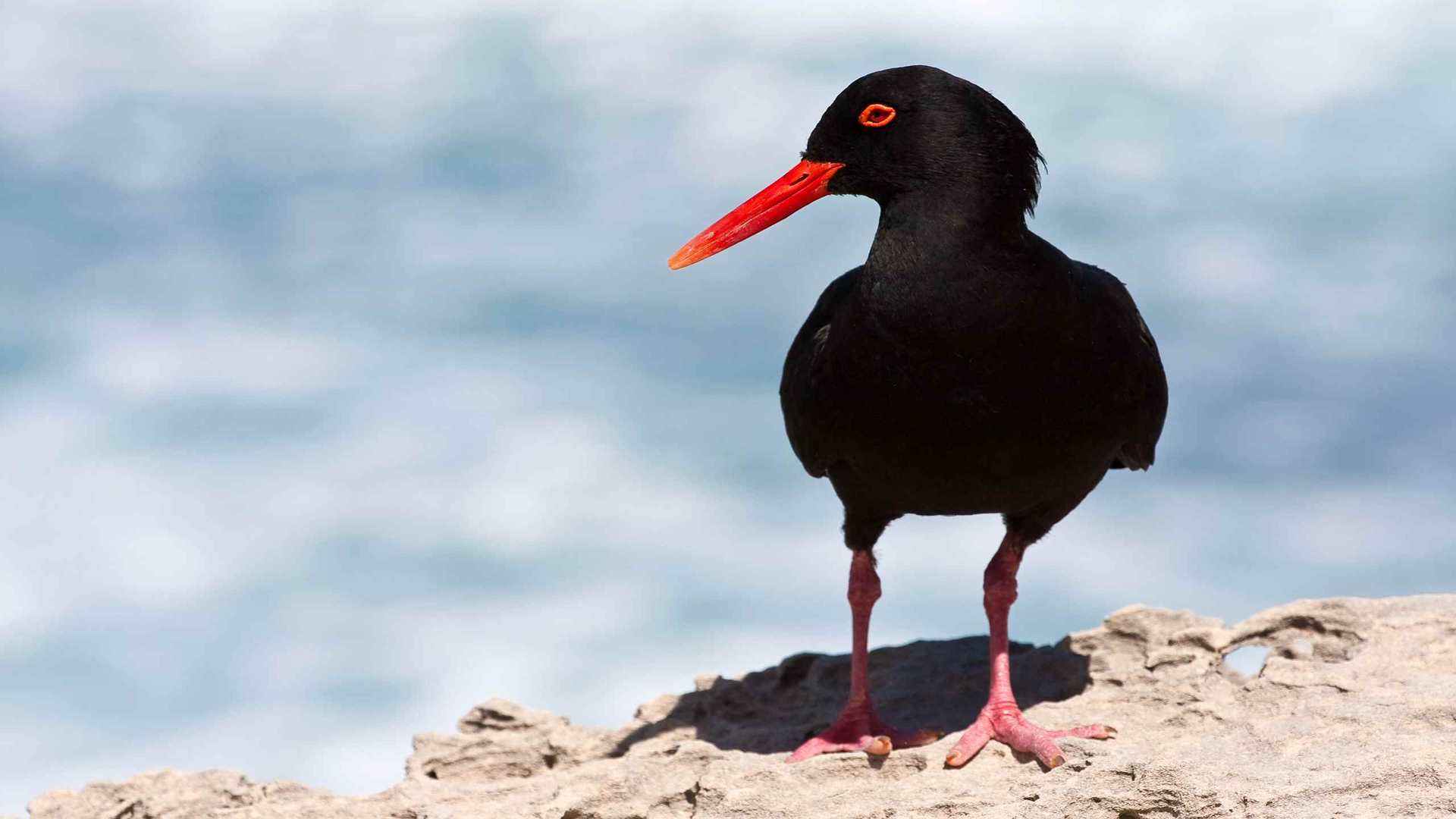 02196_blackbeauty_2560x1600 — Wildlife wallpaper