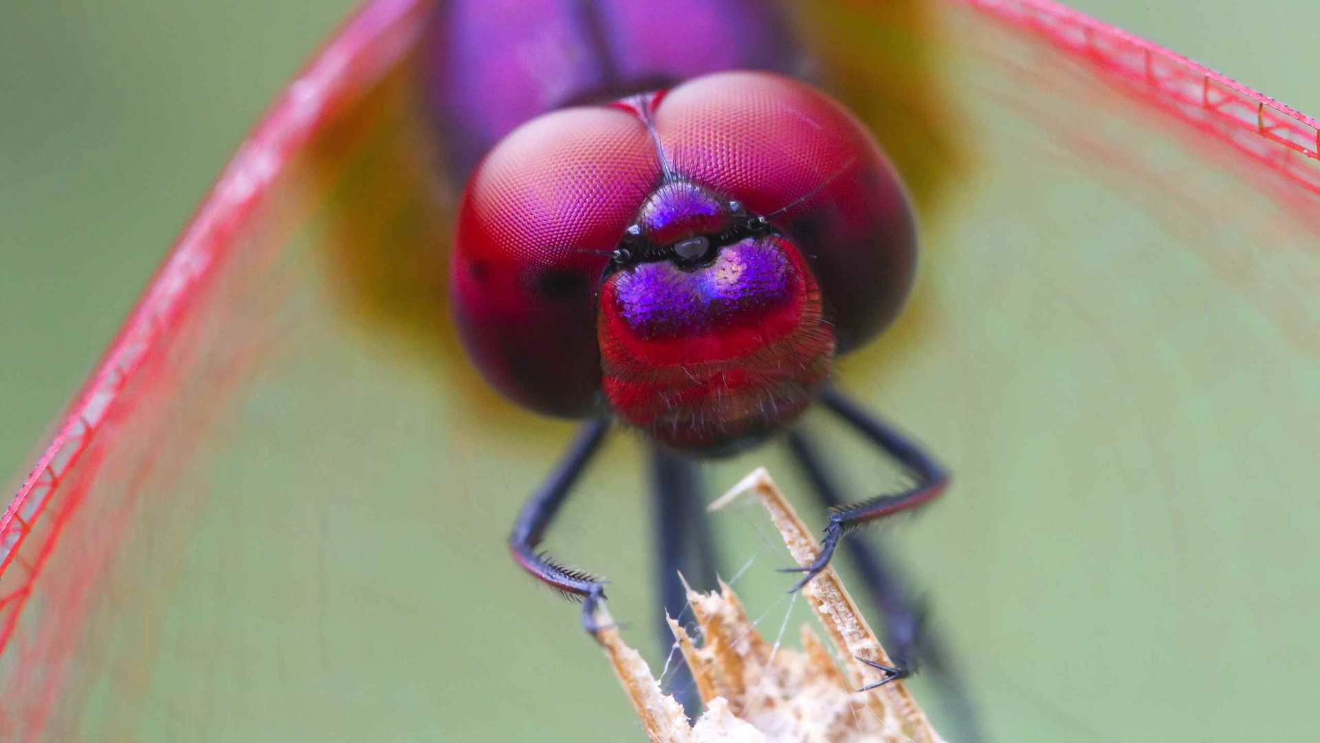 02200_odonata_2560x1600 — Wildlife wallpaper