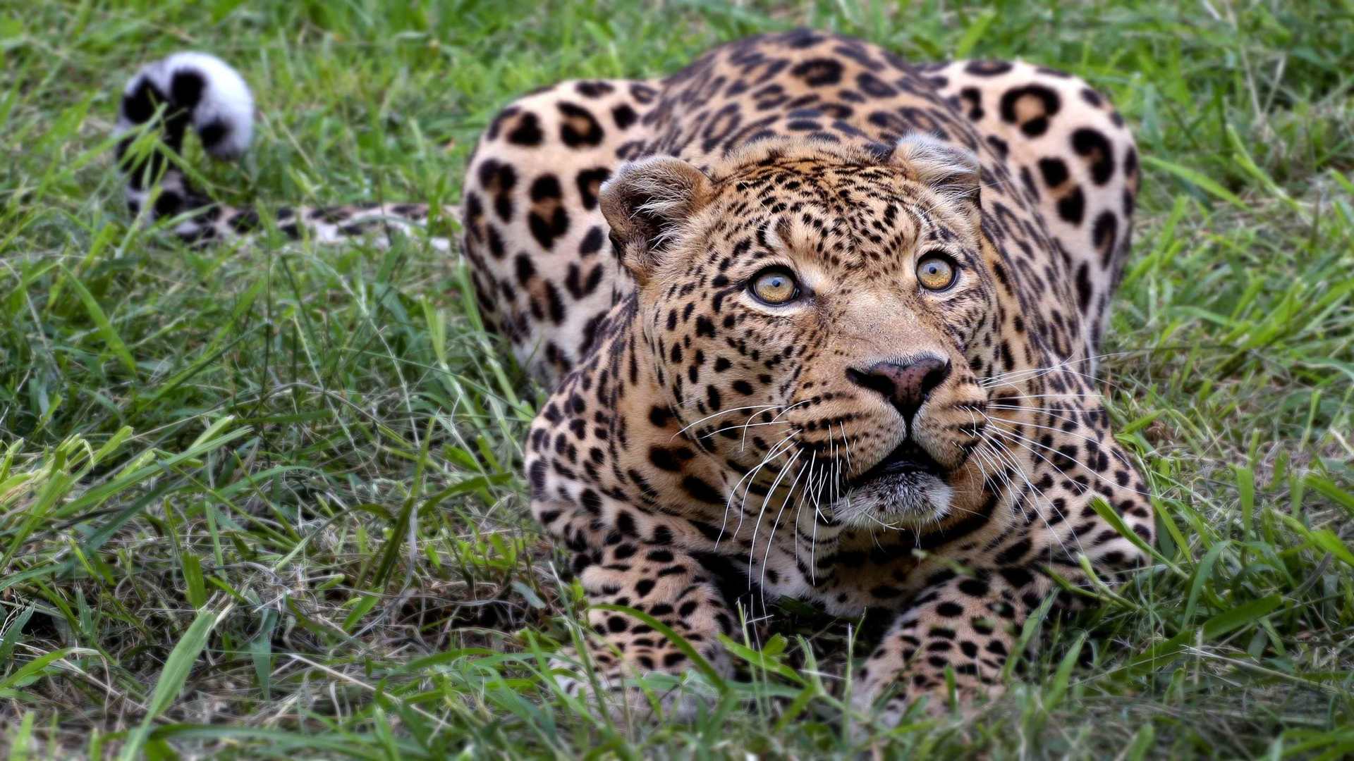 02219_whereismyprey_2560x1600 — Wildlife wallpaper