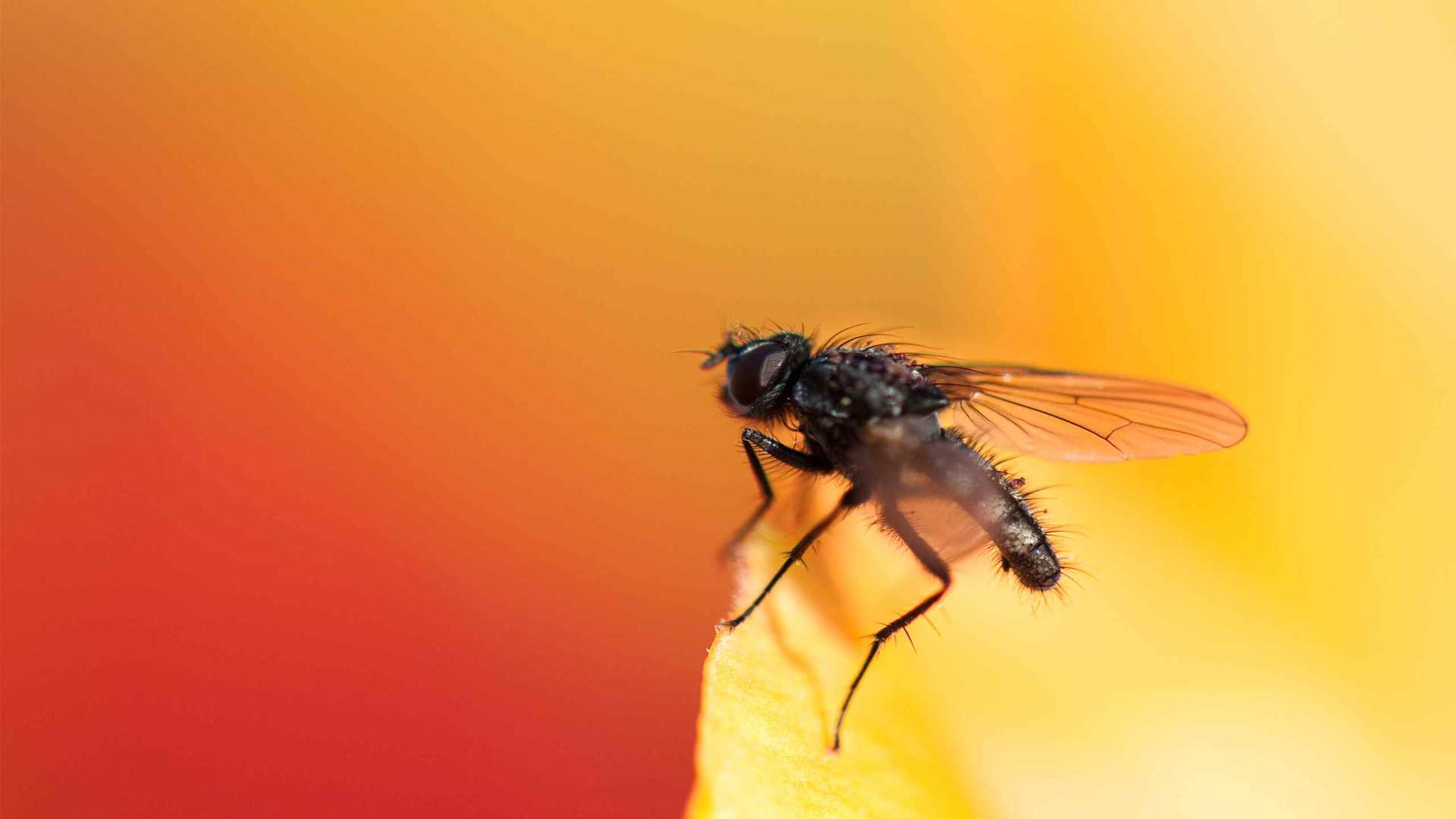 02230_symphonyinredandyellow_2560x1600 — Wildlife wallpaper