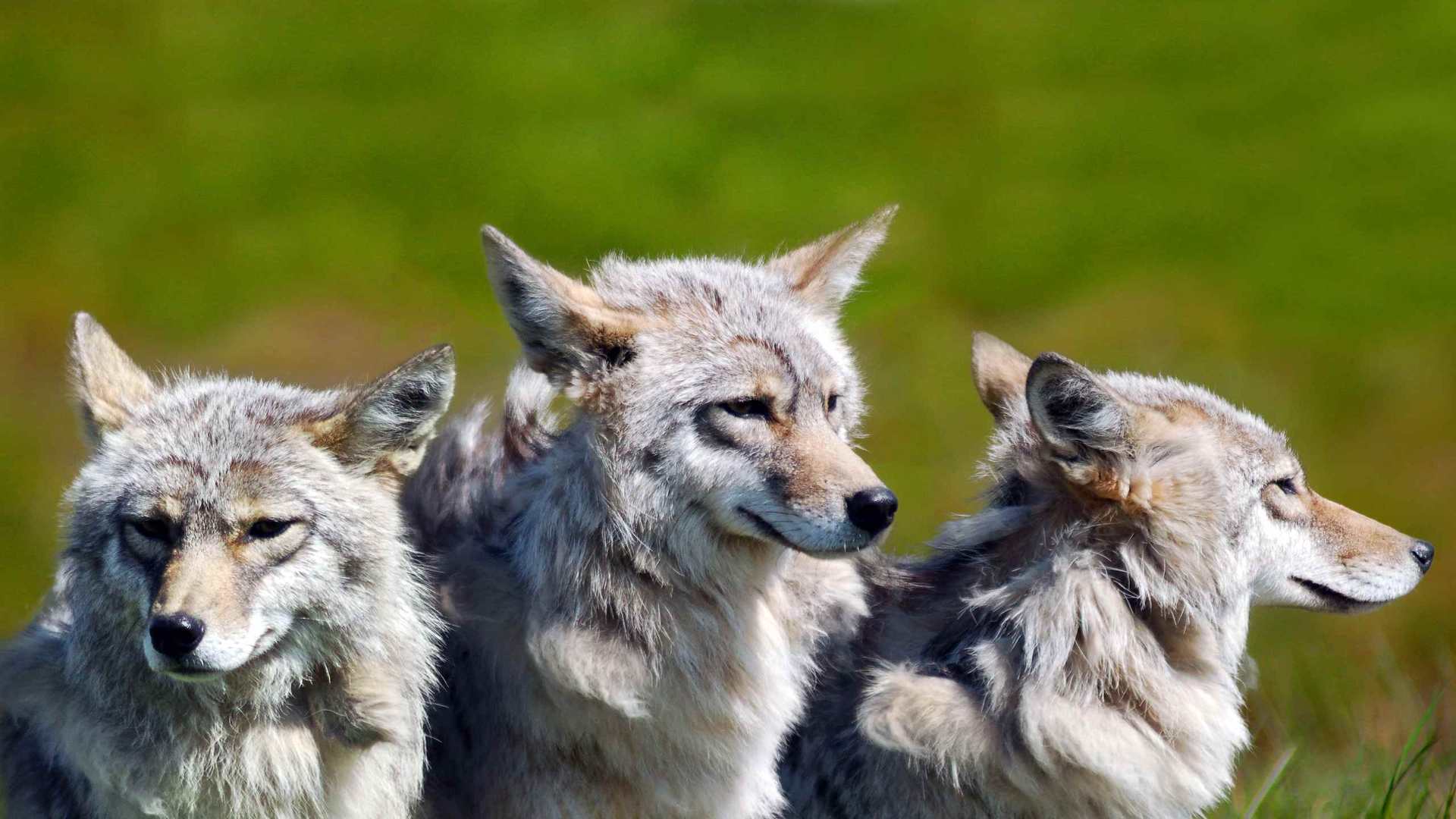 02240_3brotherwolves_2560x1600 — Wildlife wallpaper