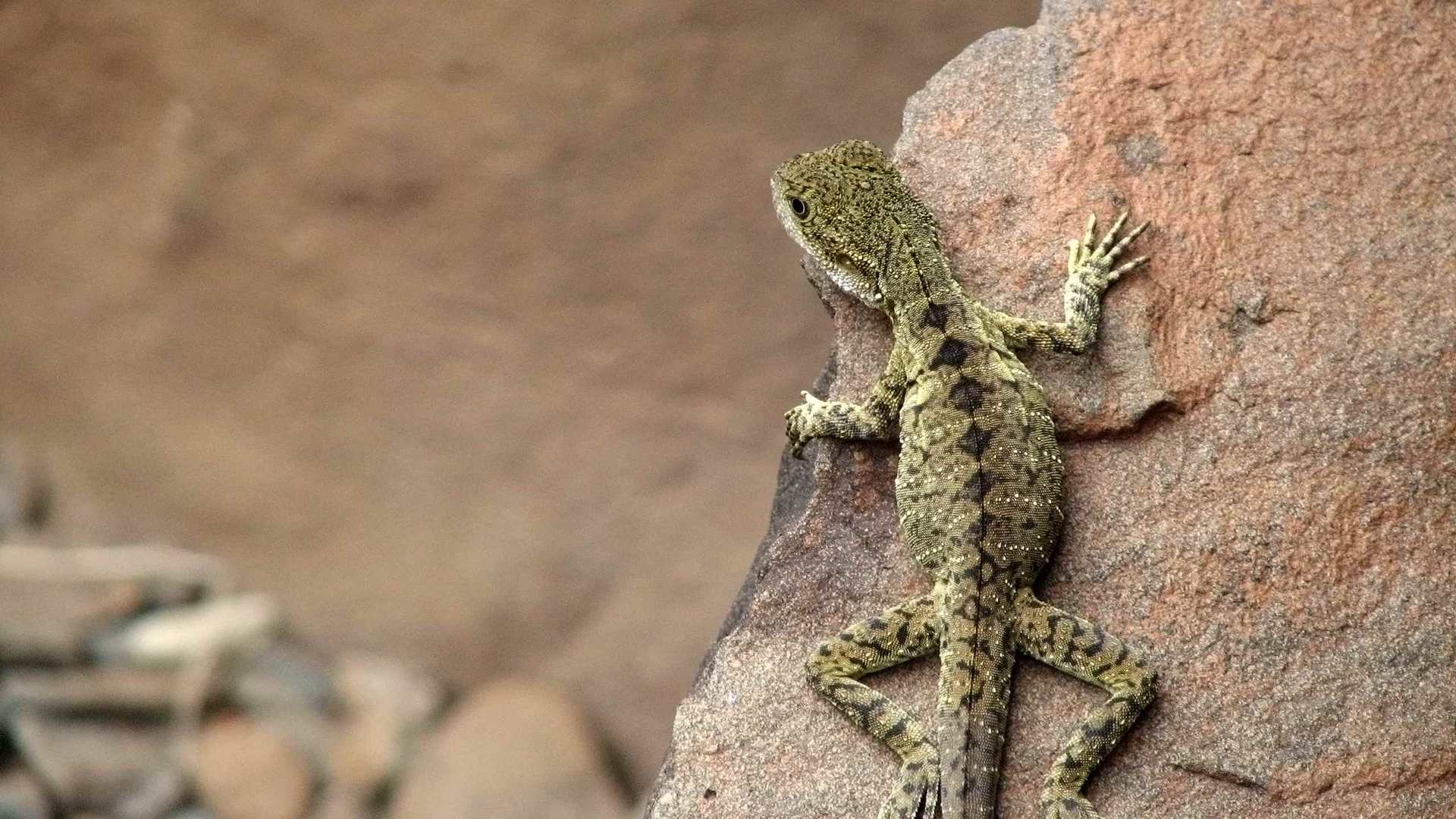 02247_lizard_2560x1600 — Wildlife wallpaper