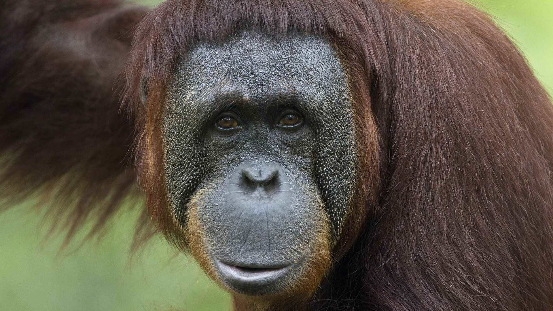 02250_heyyou_2560x1600 — Wildlife wallpaper