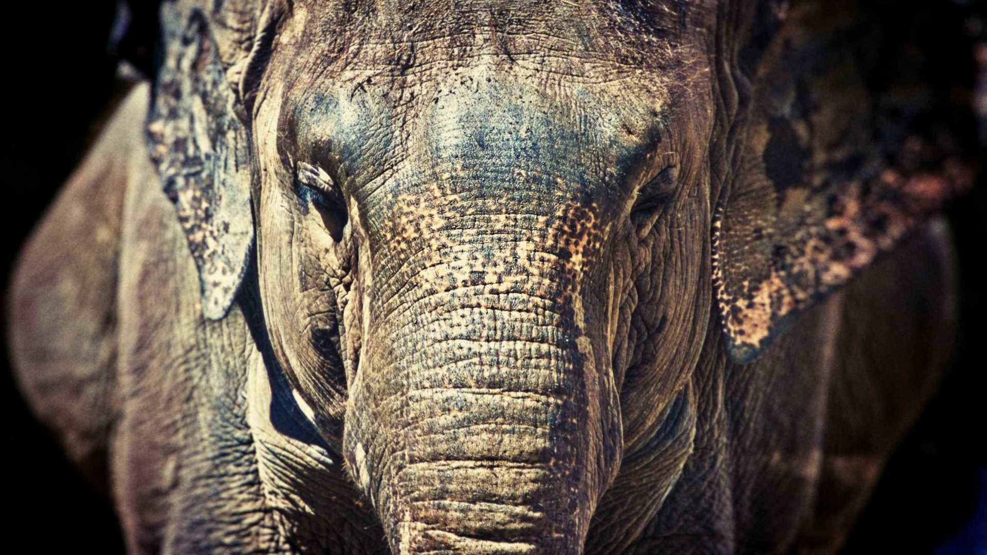02432_elephantastic_2560x1600 — Wildlife wallpaper