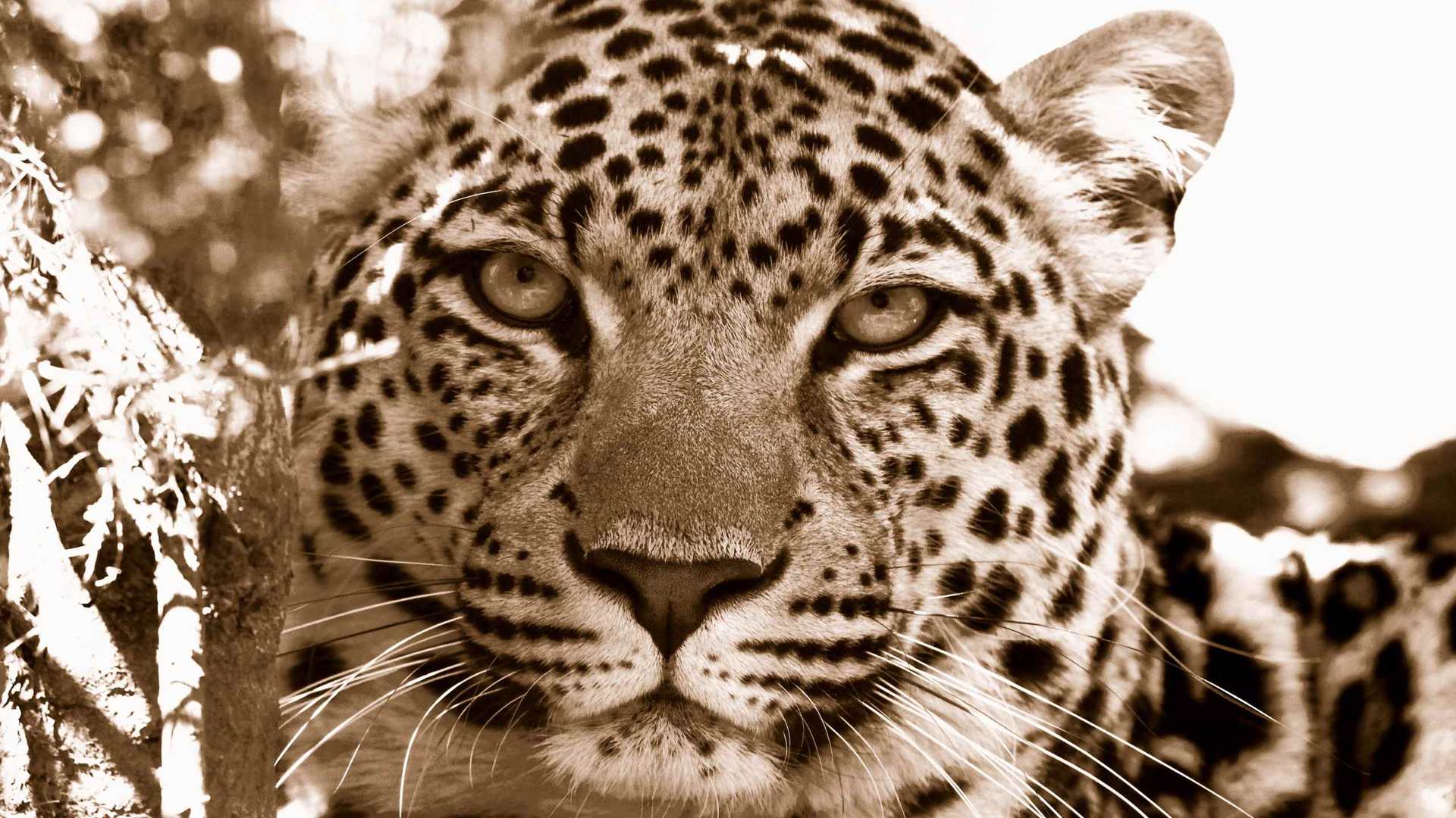 02447_lookmeintheeyes_2560x1600 — Wildlife wallpaper