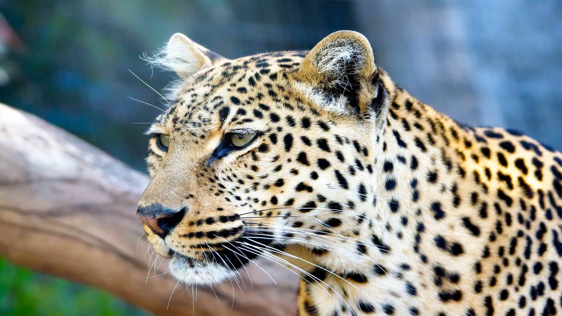 02465_leopardstare_2560x1600 — Wildlife wallpaper