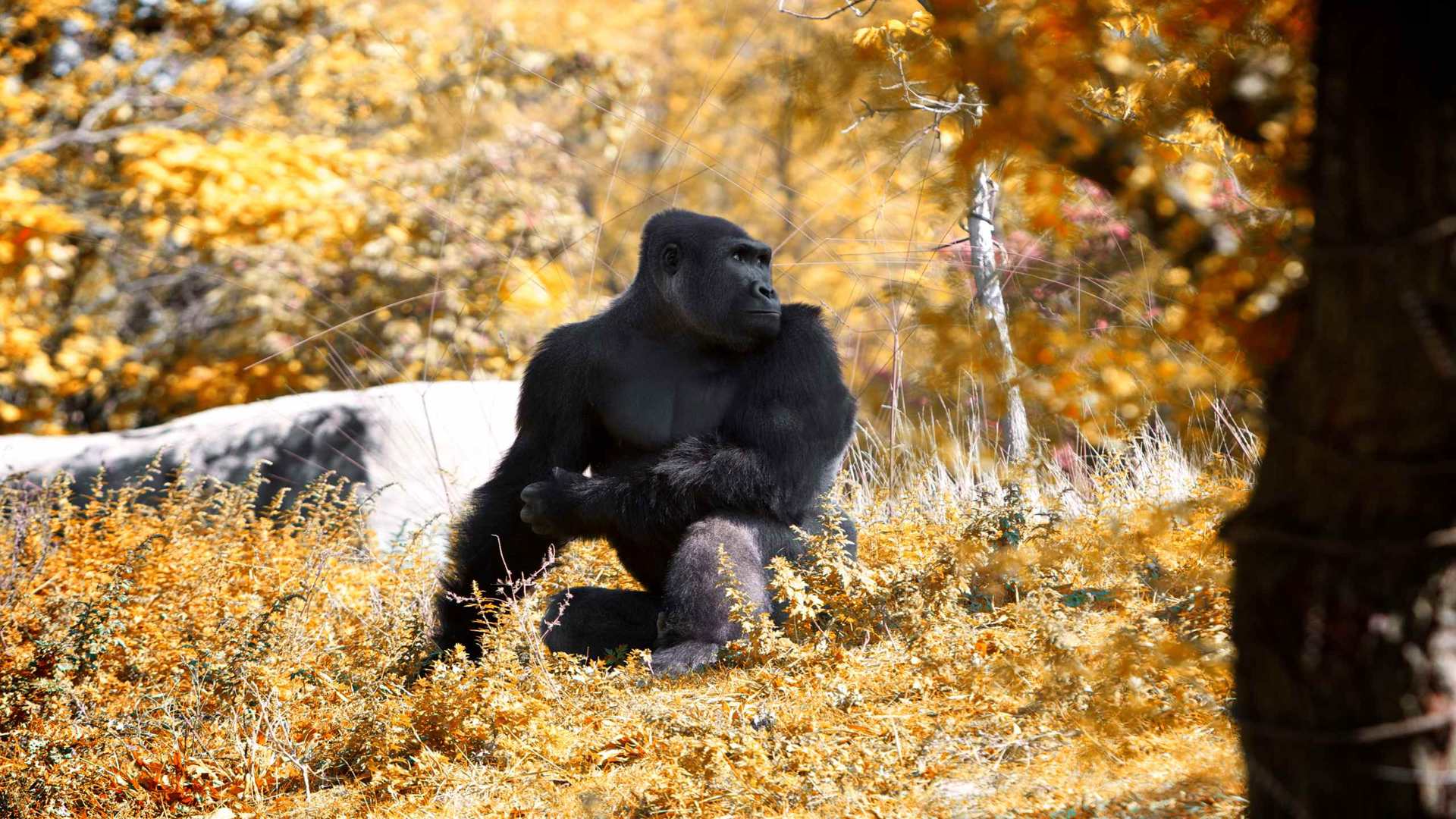 02467_ape_2560x1600 — Wildlife wallpaper