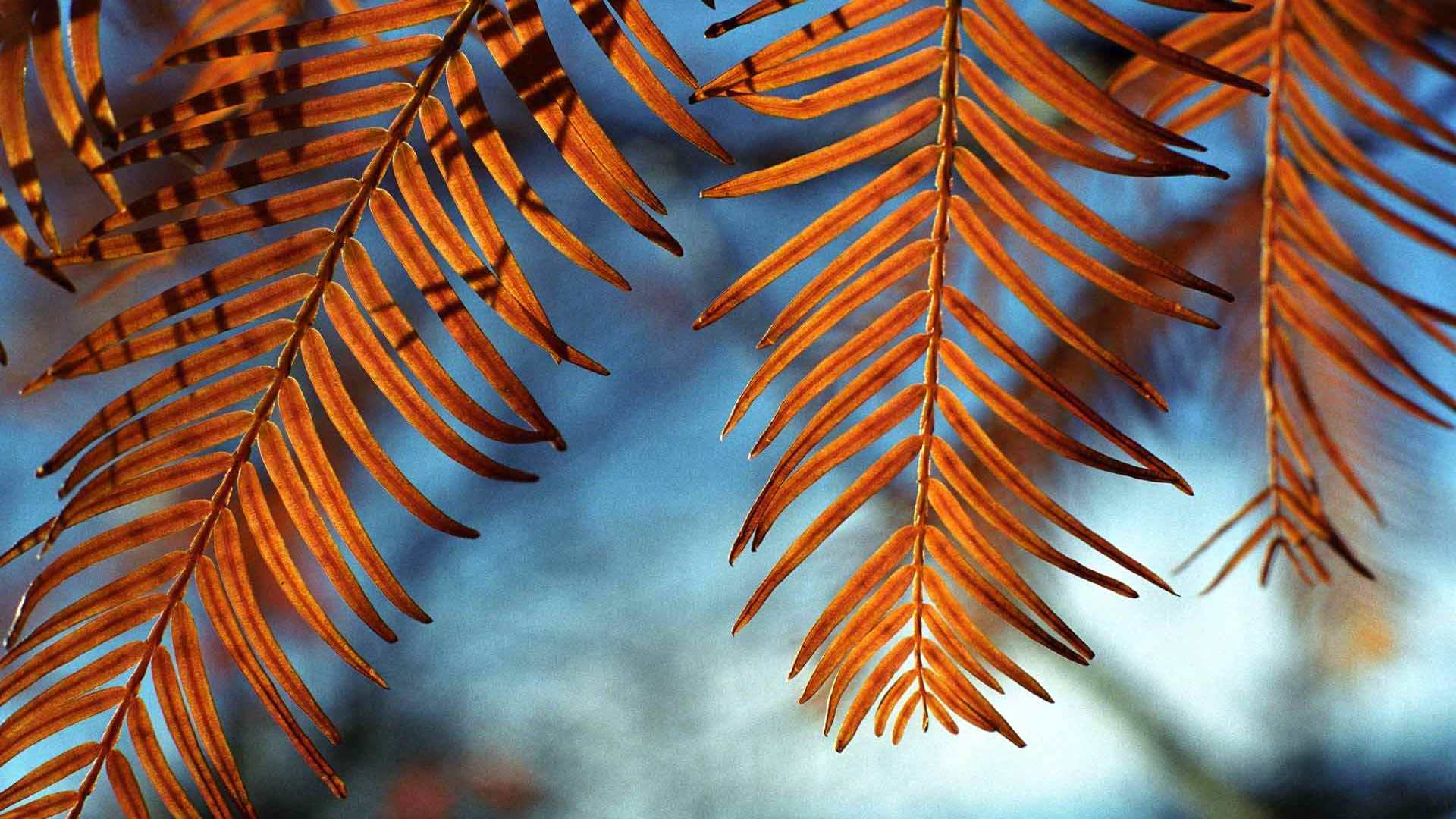 00016_windcatchers_1920x1200 — dynamic wallpaper