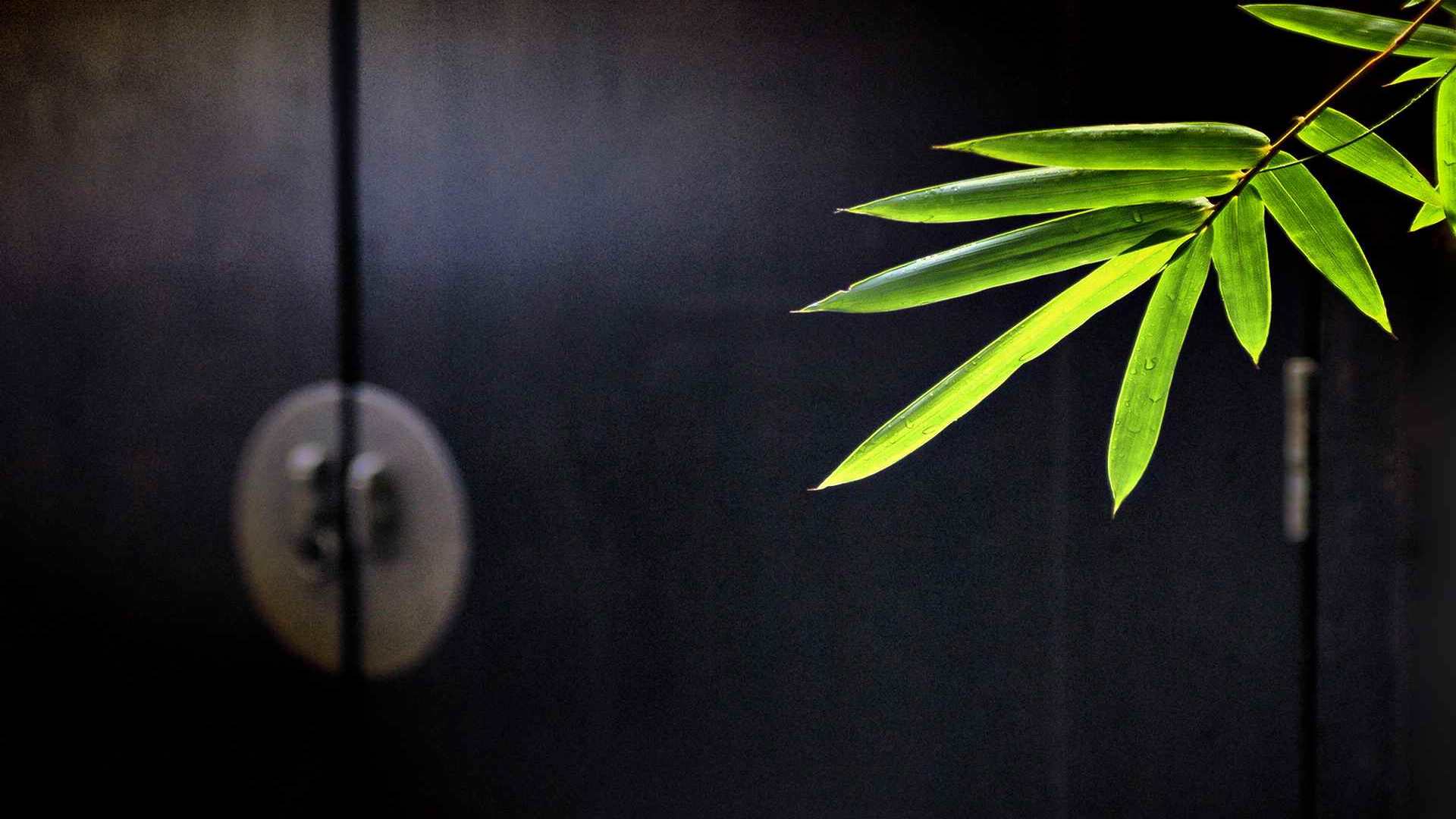 01965_bamboo_1920x1200 — dynamic wallpaper