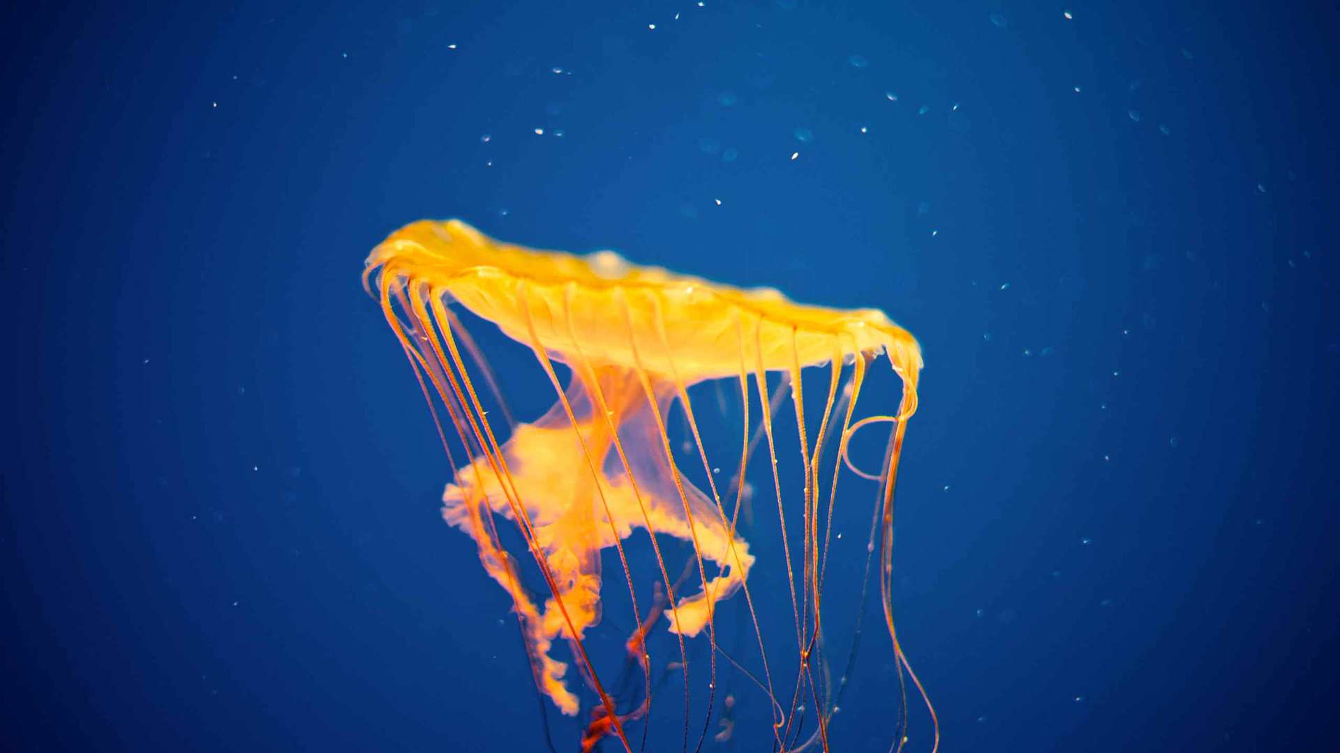 02475_jellyfishinvasion_2560x1600 — dynamic wallpaper