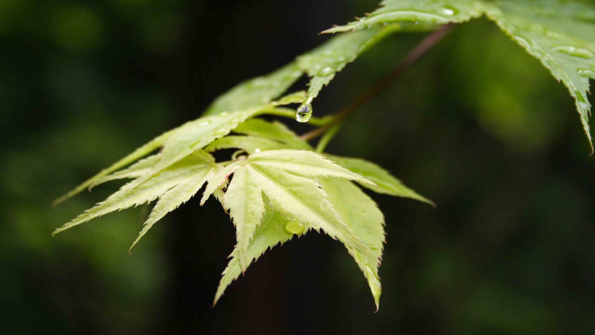 00672_aftertheraingreen_2560x1600 — nature wallpaper