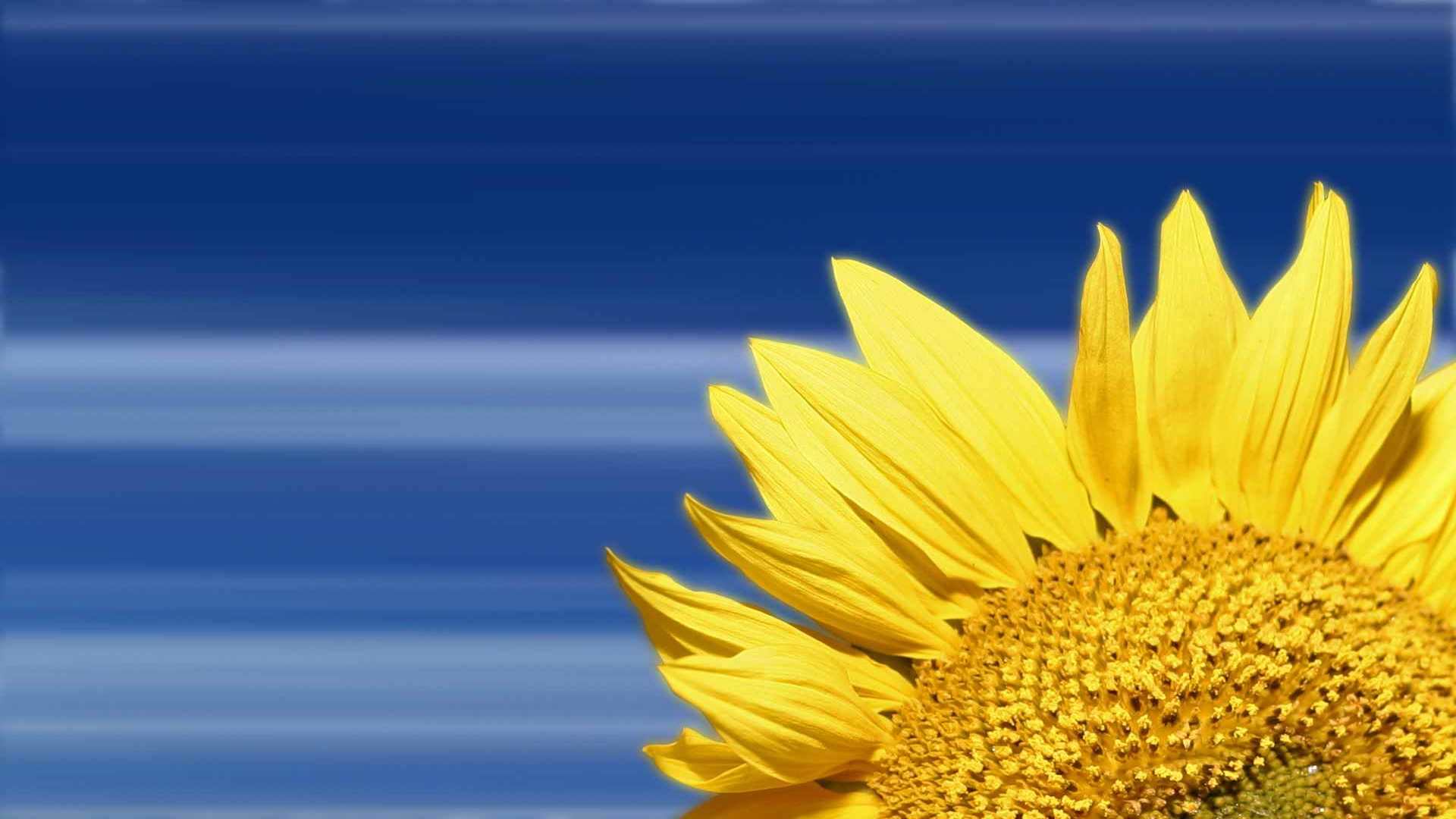 00686_sunflower_1920x1200 — nature wallpaper