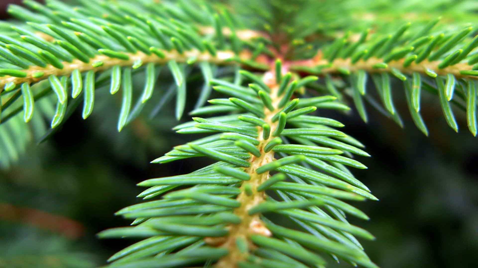 00687_needles_1920x1200 — nature wallpaper