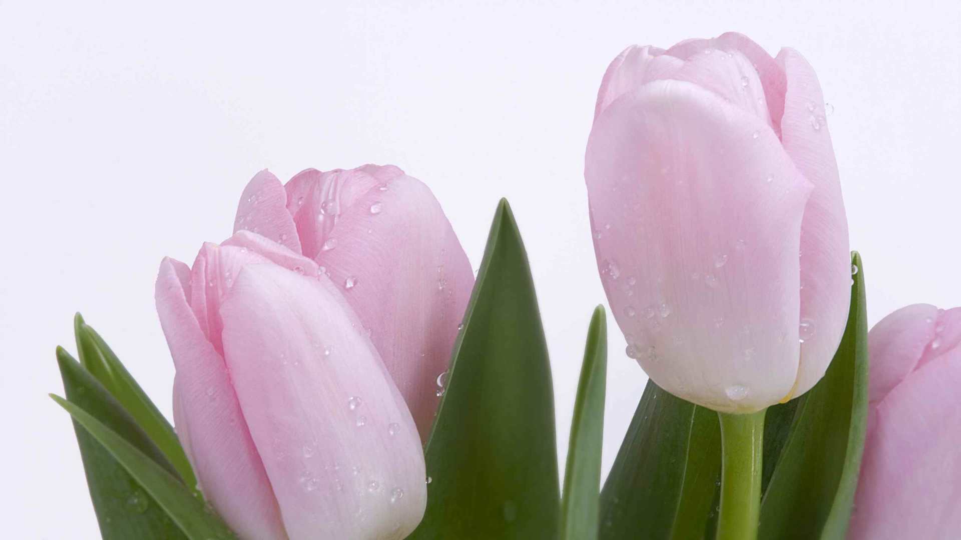 00717_freshcut_2560x1600 — nature wallpaper