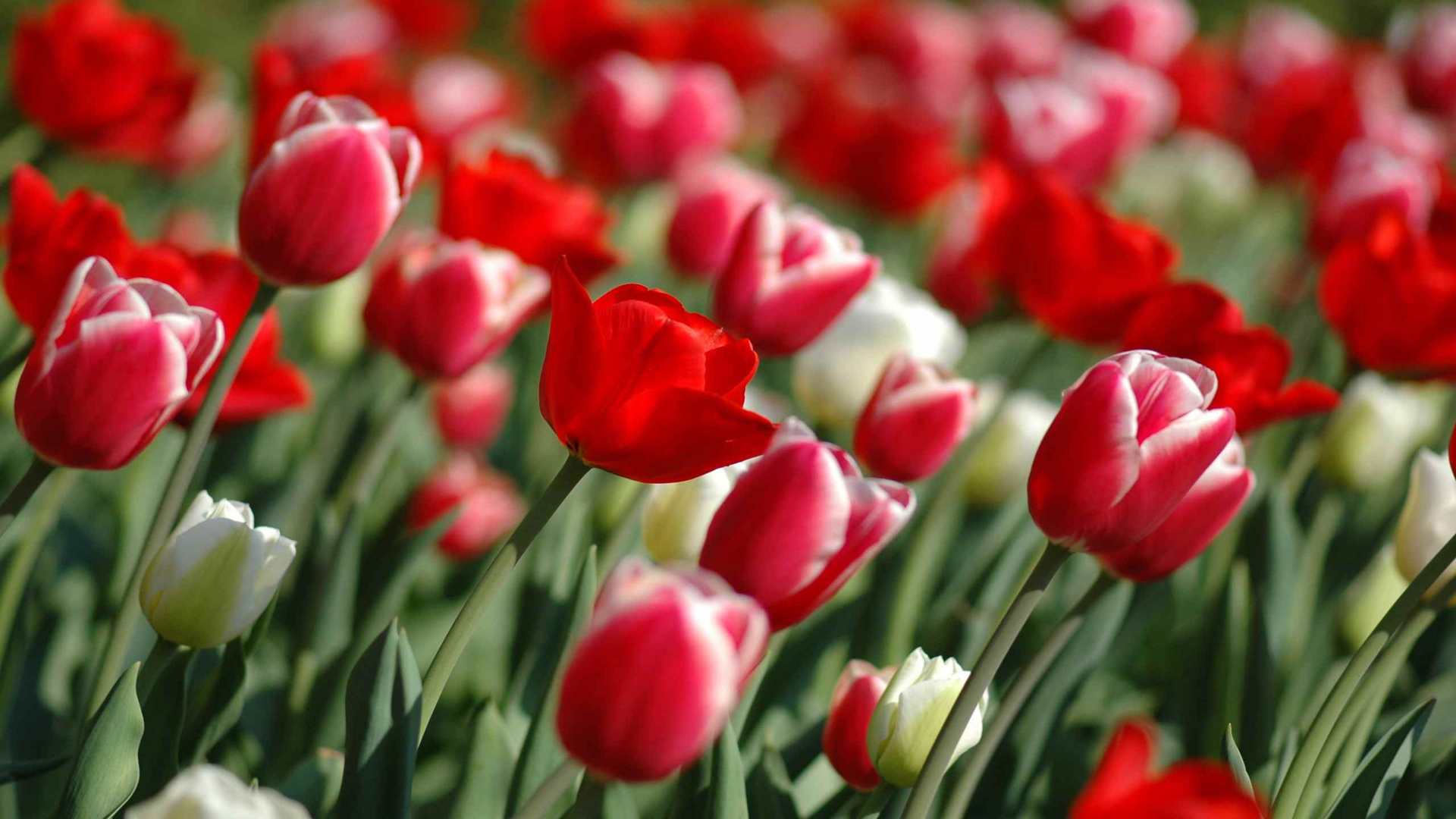 00787_tulipsinspring_2560x1600 — nature wallpaper