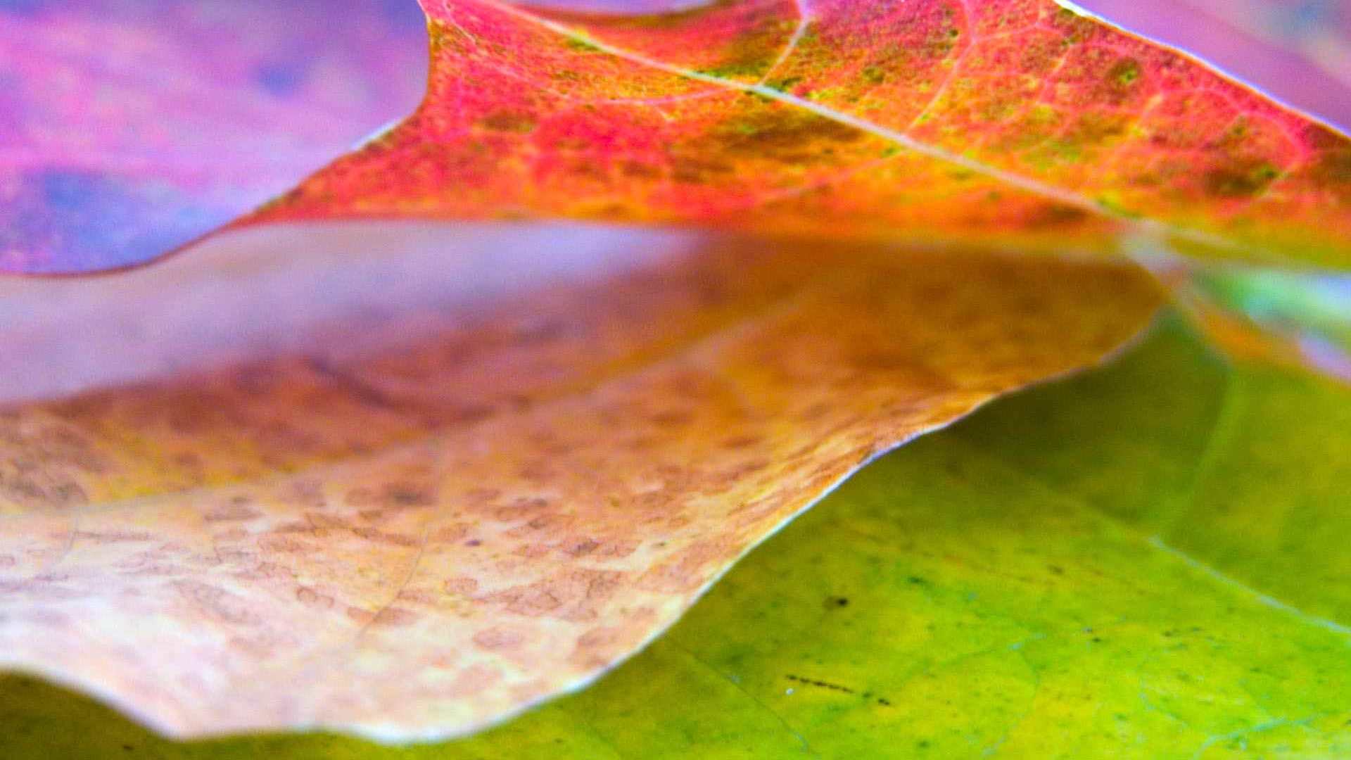 00790_leaf8_1920x1200 — nature wallpaper