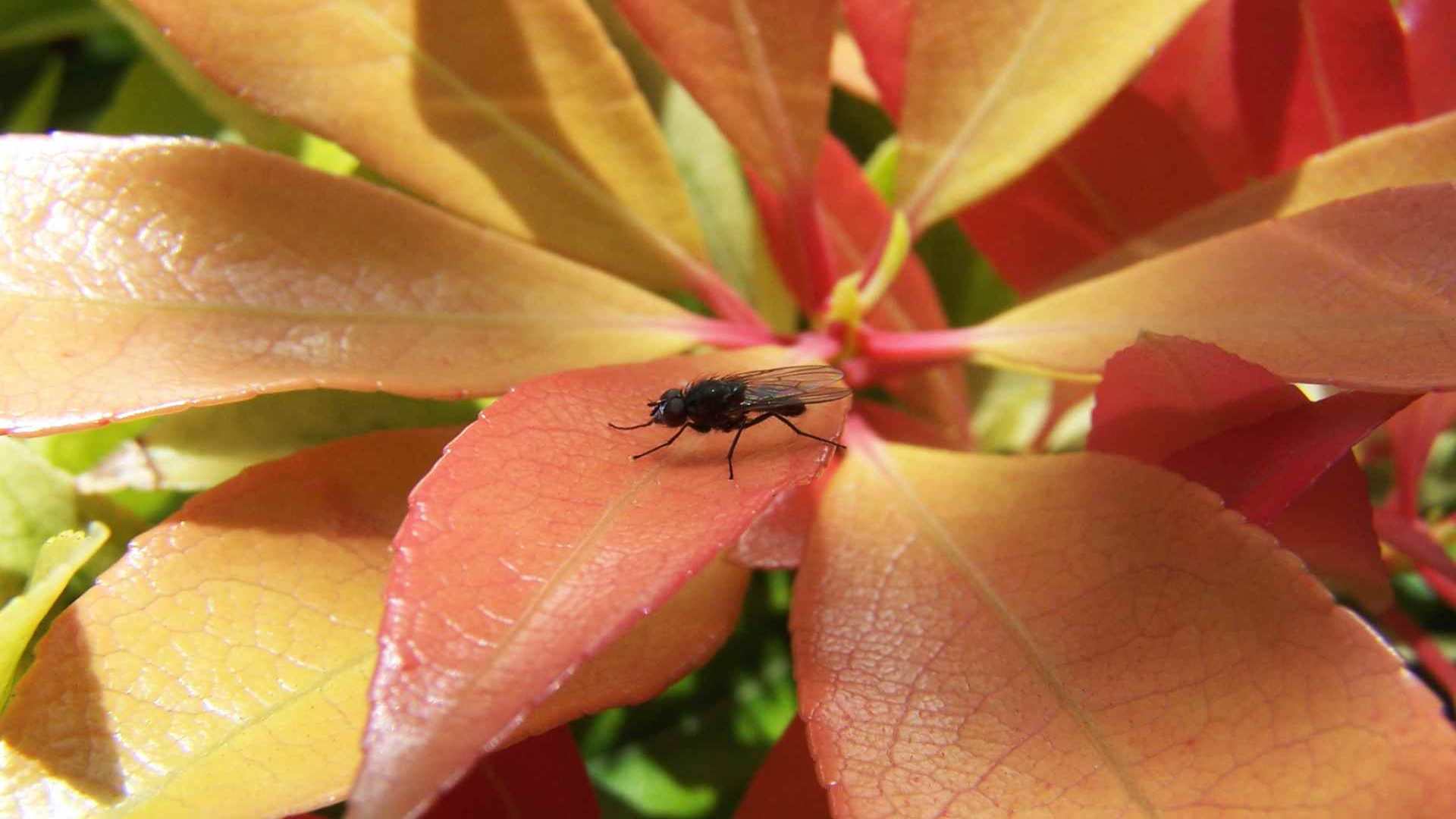 00801_sunbathingfly_1920x1200 — nature wallpaper