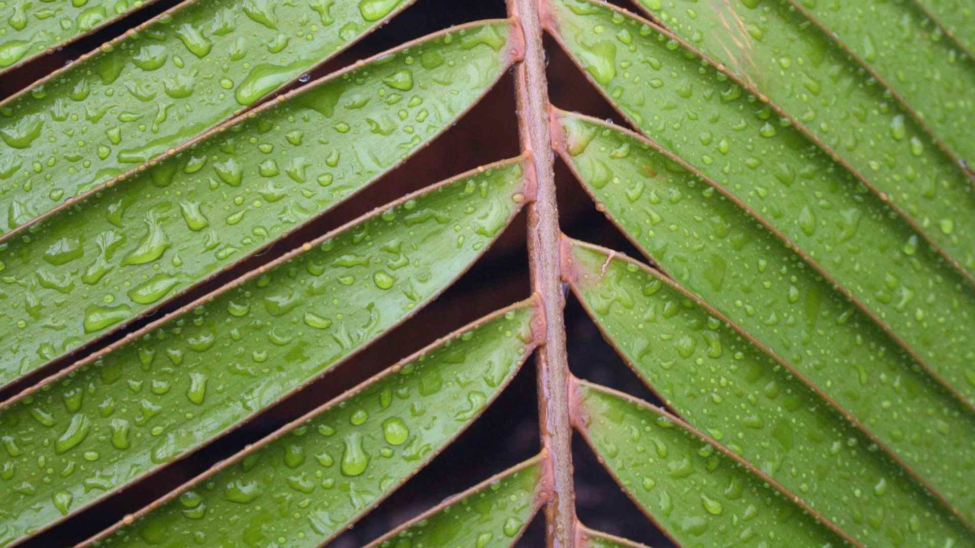 00805_wetleaf_1920x1200 — nature wallpaper