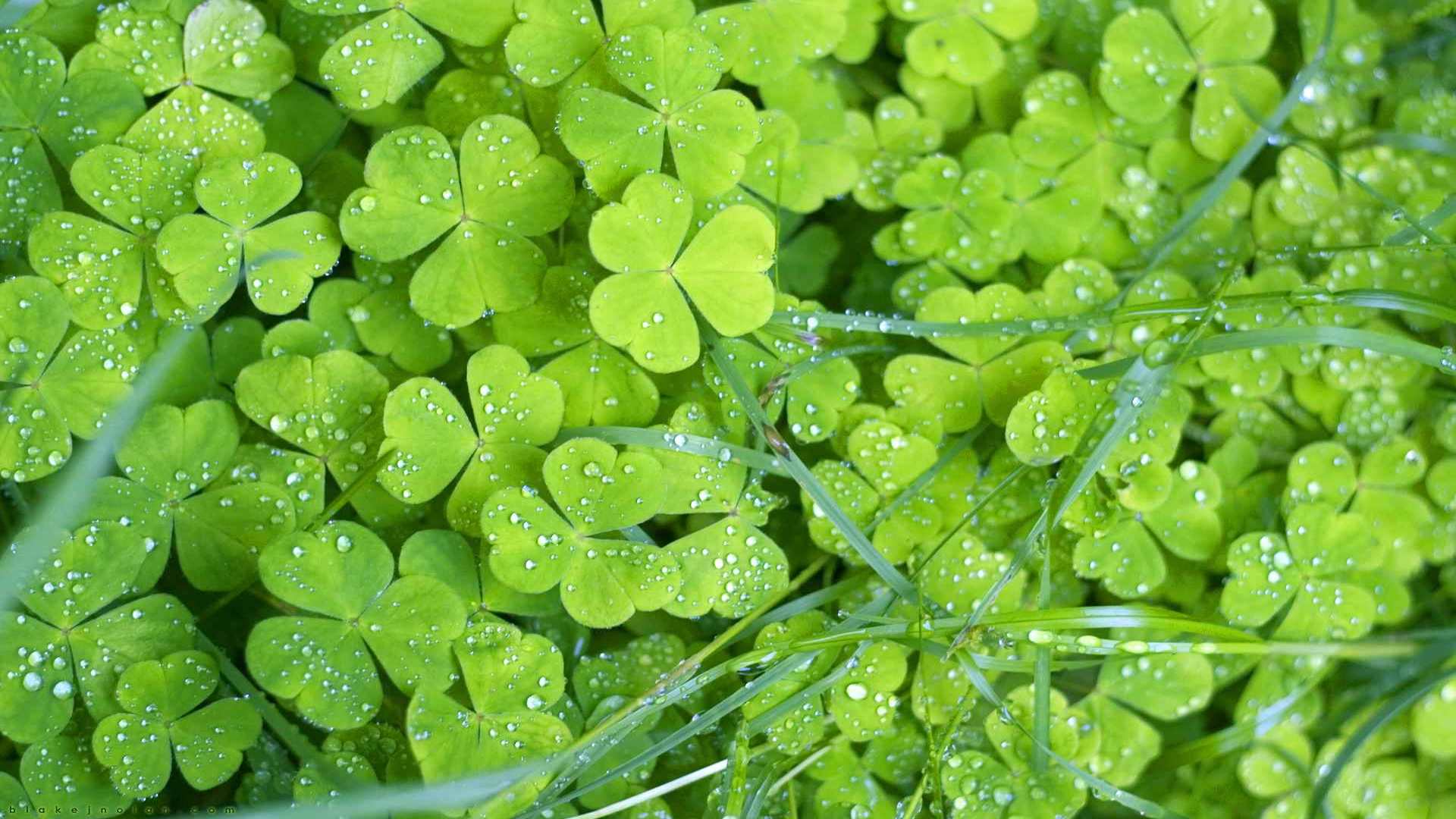 00813_irishclovers_1920x1200 — nature wallpaper