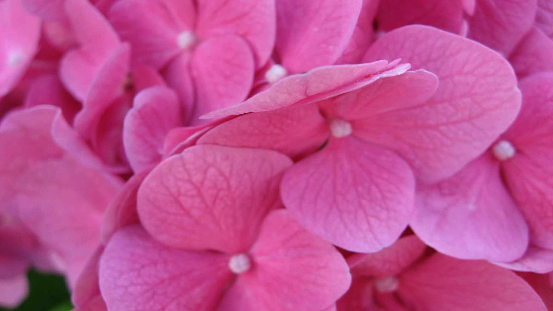 00833_pinkflower_2560x1600 — nature wallpaper