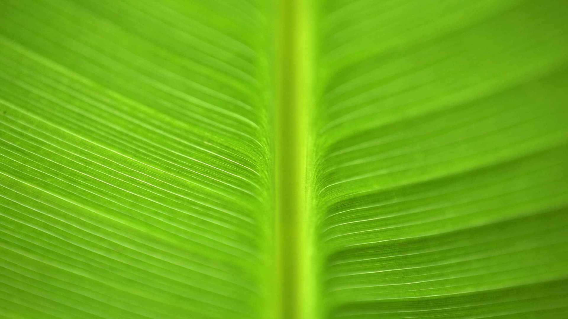 00886_greengoodness_2560x1600 — nature wallpaper
