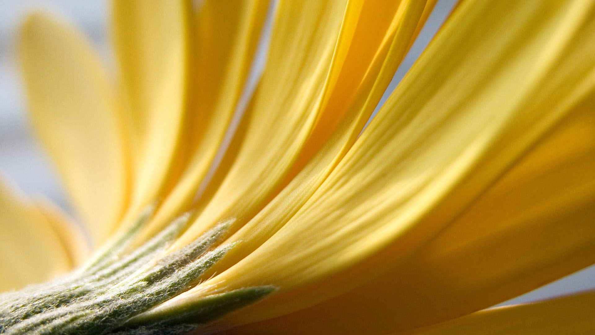 00890_flower15_1920x1200 — nature wallpaper