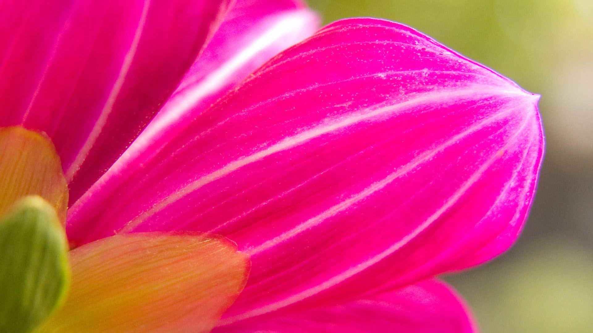 00891_flower19_1920x1200 — nature wallpaper