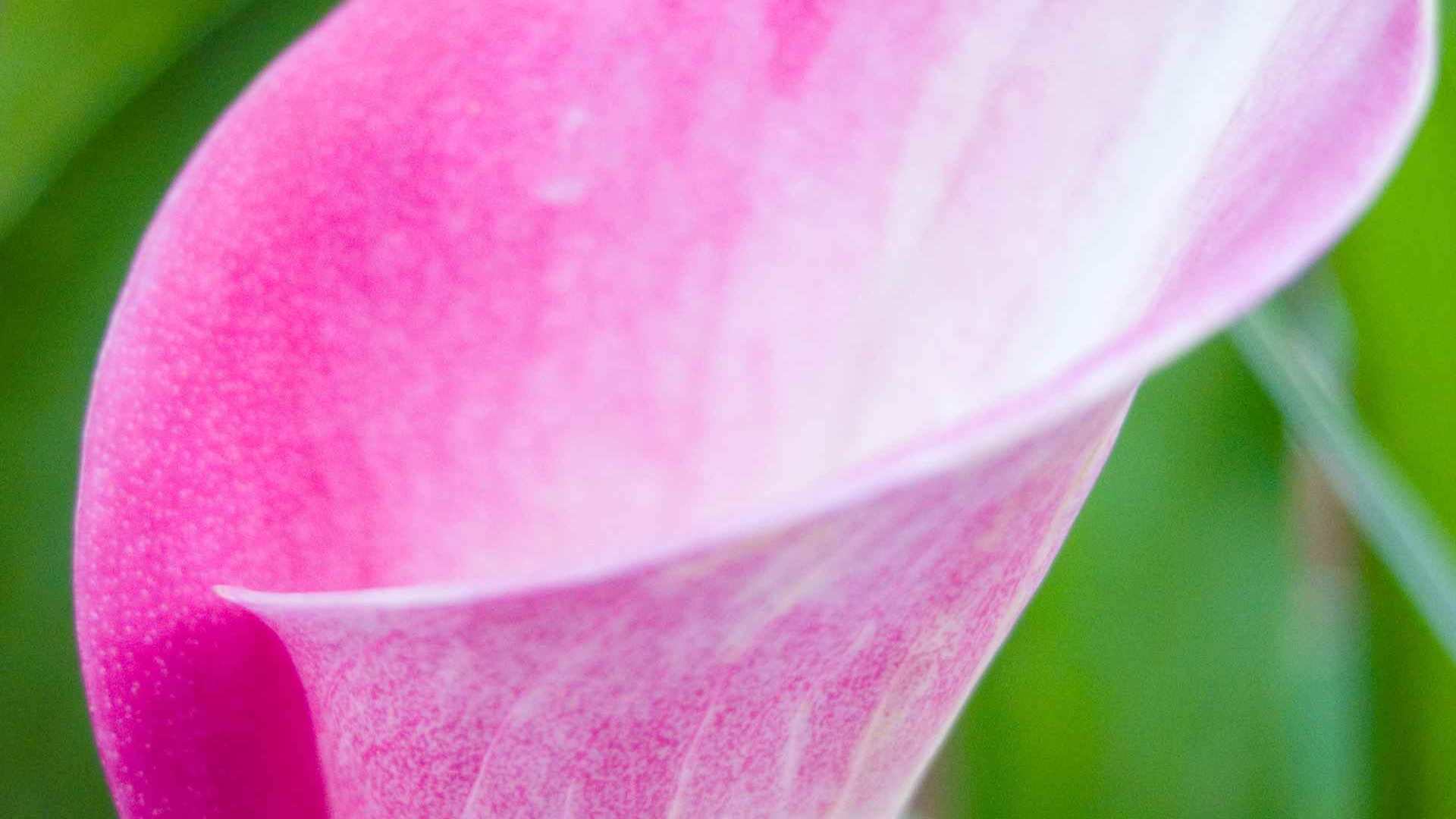 00896_flower20_1920x1200 — nature wallpaper