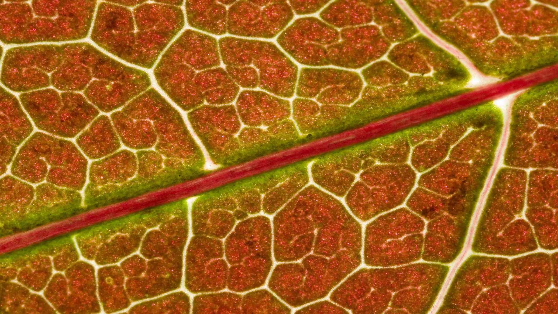 00924_japanesemaple_2560x1600 — nature wallpaper