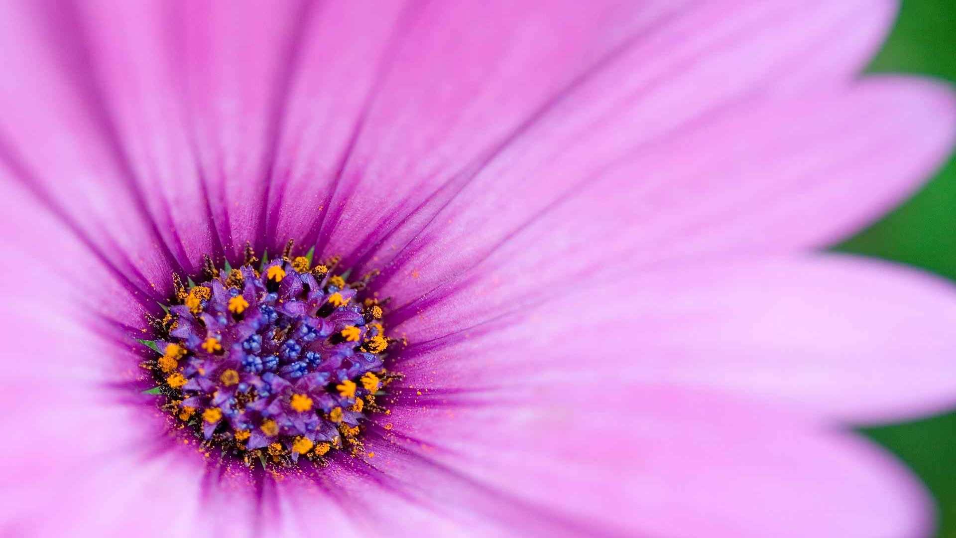 00925_flower21_1920x1200 — nature wallpaper