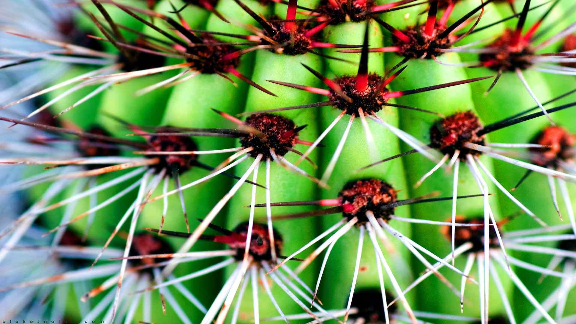 00940_macroredcactus_1920x1200 — nature wallpaper