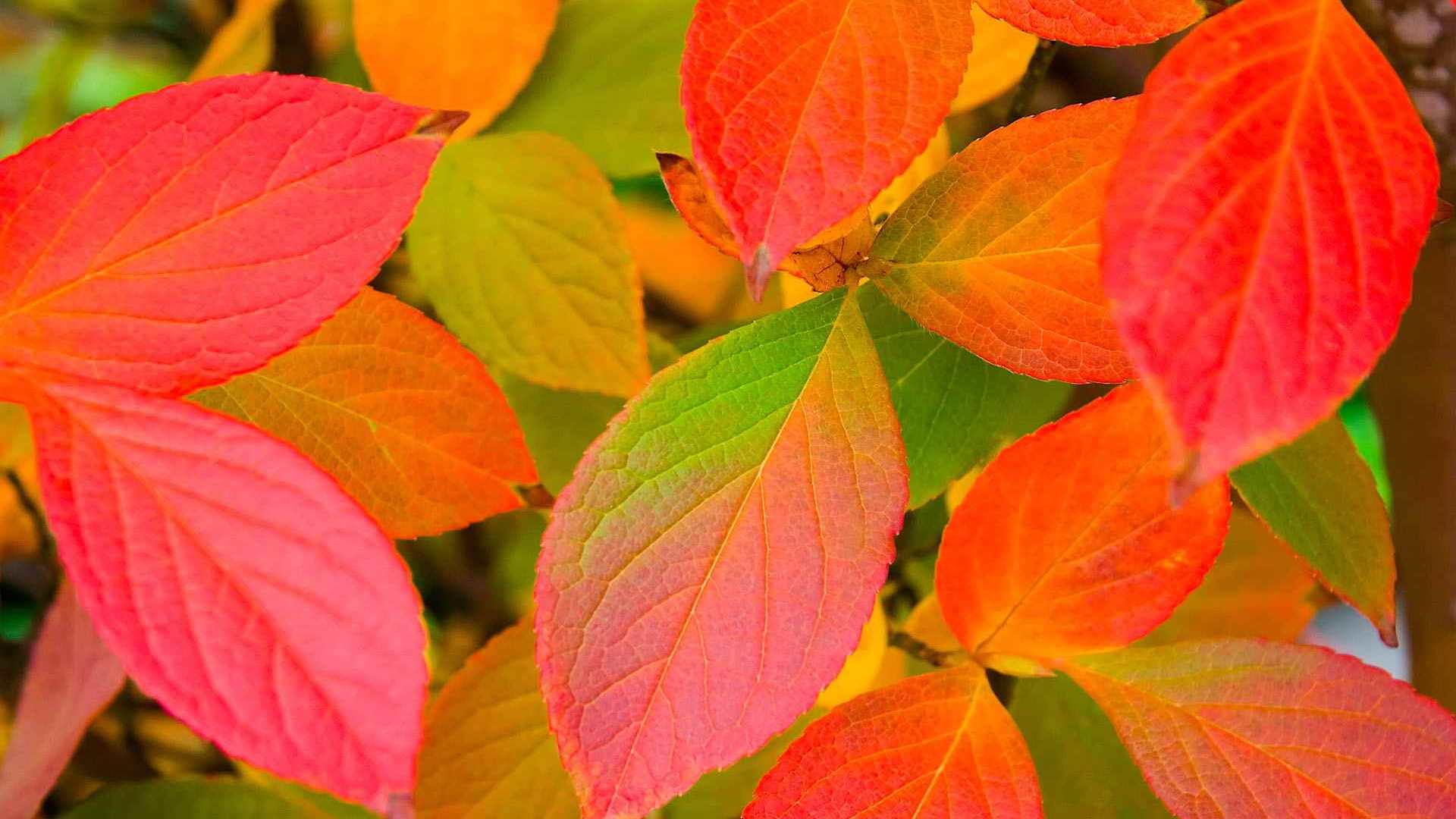00960_leaf38_1920x1200 — nature wallpaper
