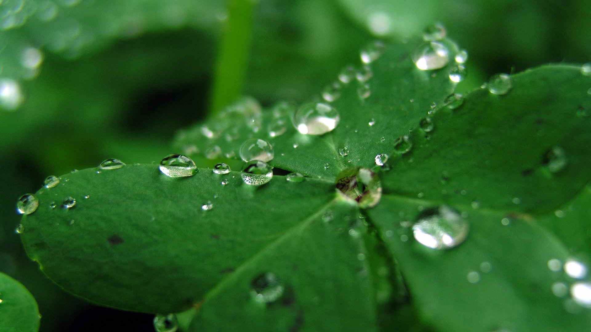 01100_cloverdrops_1920x1200 — nature wallpaper