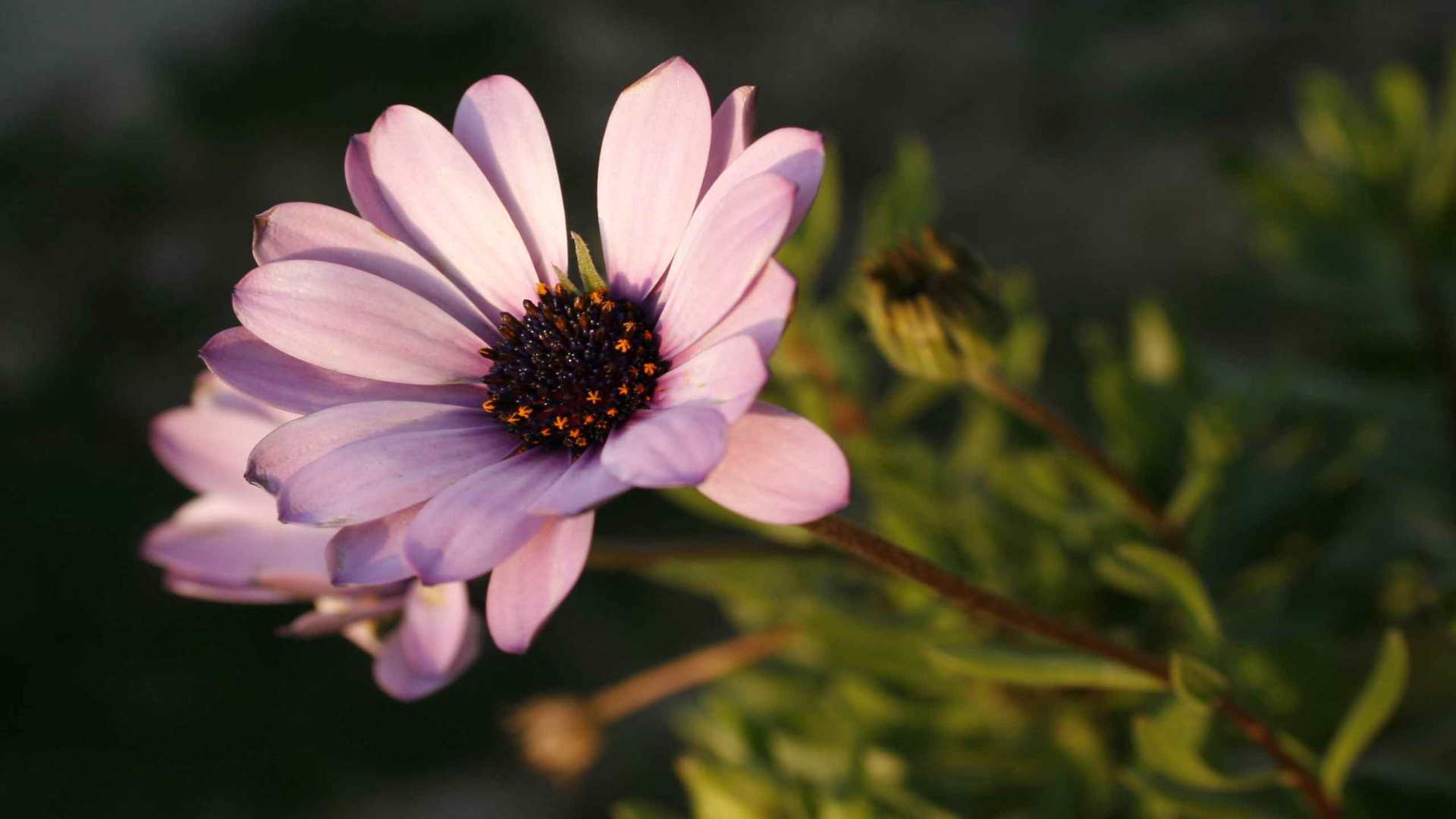01147_myfirstviolet_2560x1600 — nature wallpaper