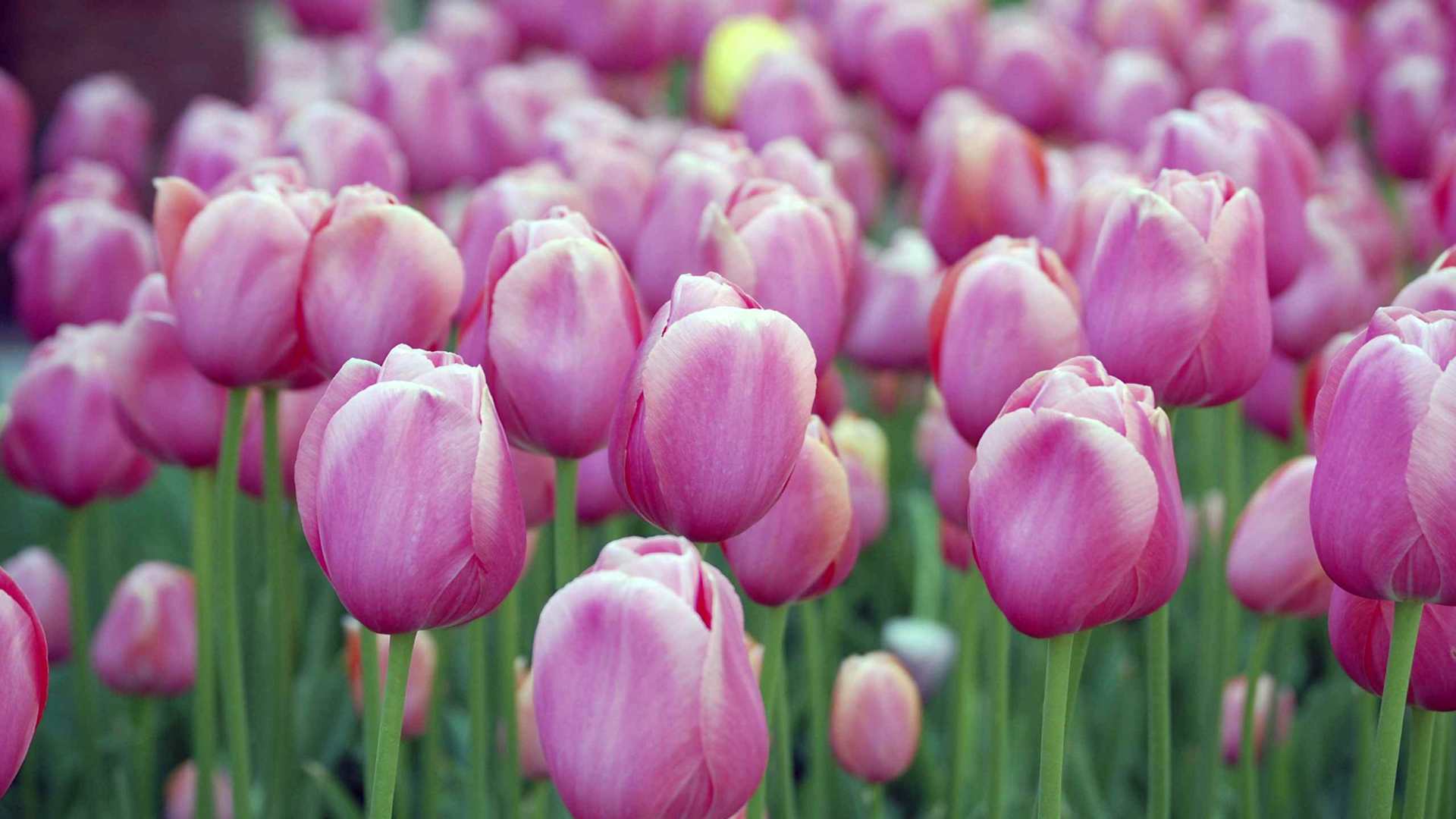 01459_pinkblosmitulips_2560x1600 — nature wallpaper