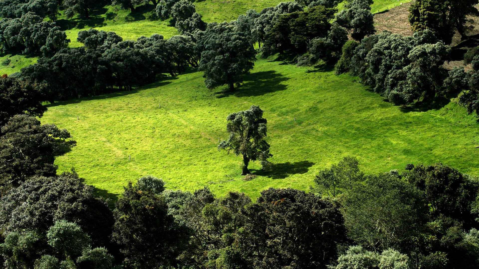 01490_deepgreen_1920x1200 — nature wallpaper