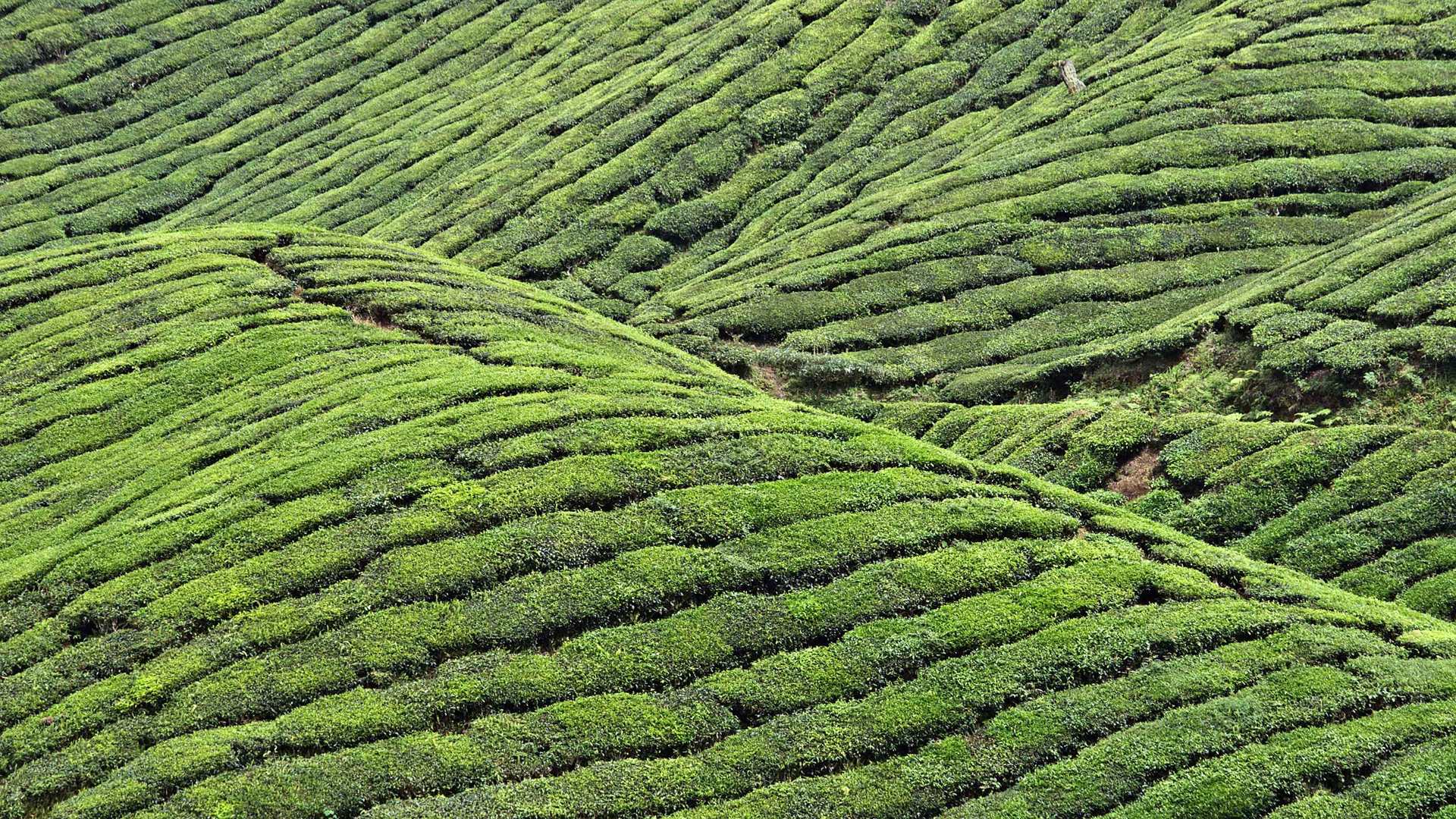 01795_teatime_2560x1600 — nature wallpaper