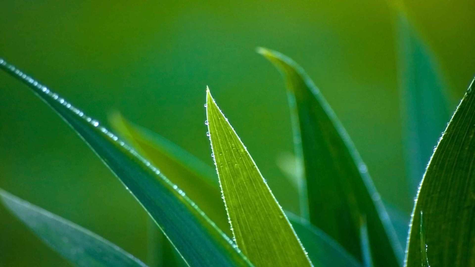 01821_leafwithwaterdrops_2560x1600 — nature wallpaper