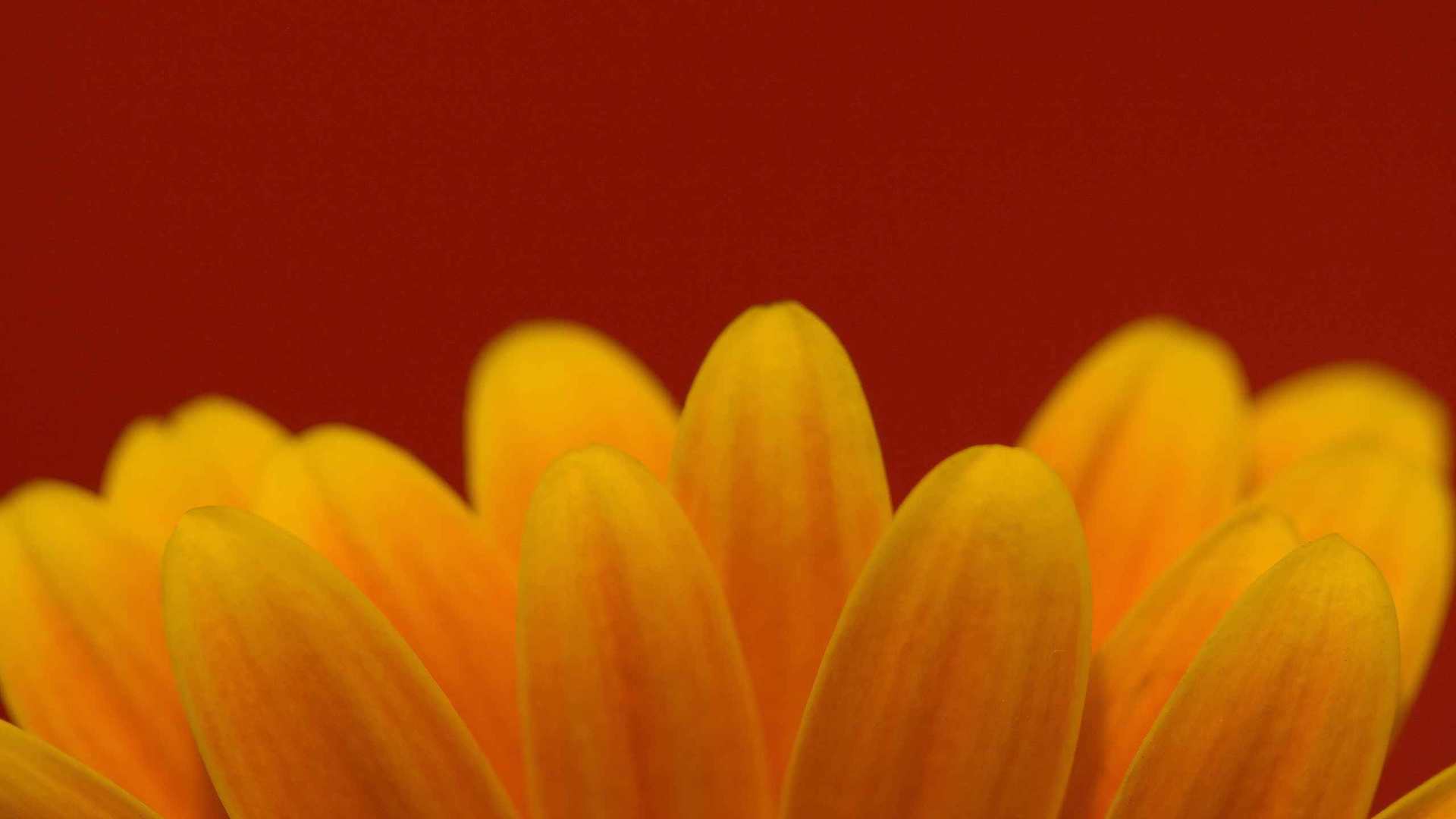 01829_simplecolors_2560x1600 — nature wallpaper