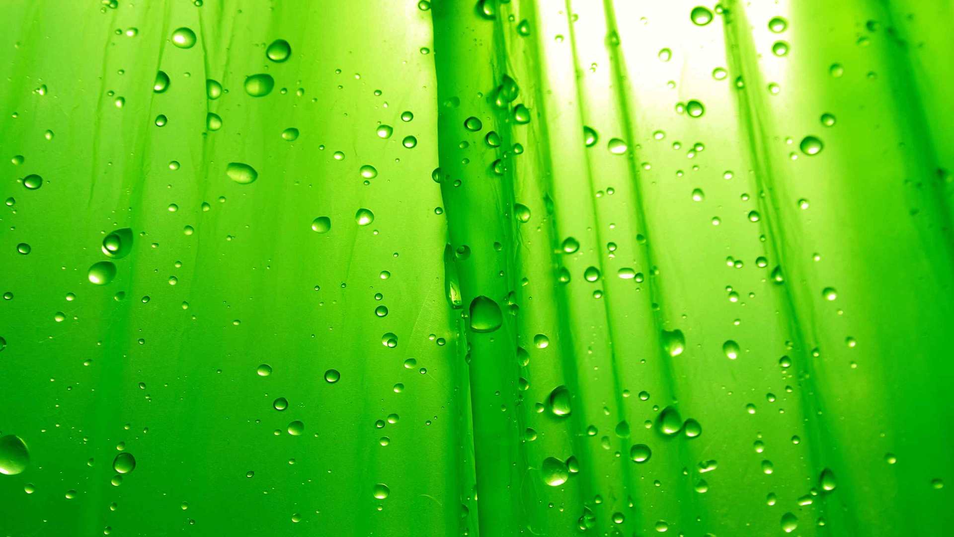 01831_greensimplicity_2560x1600 — nature wallpaper