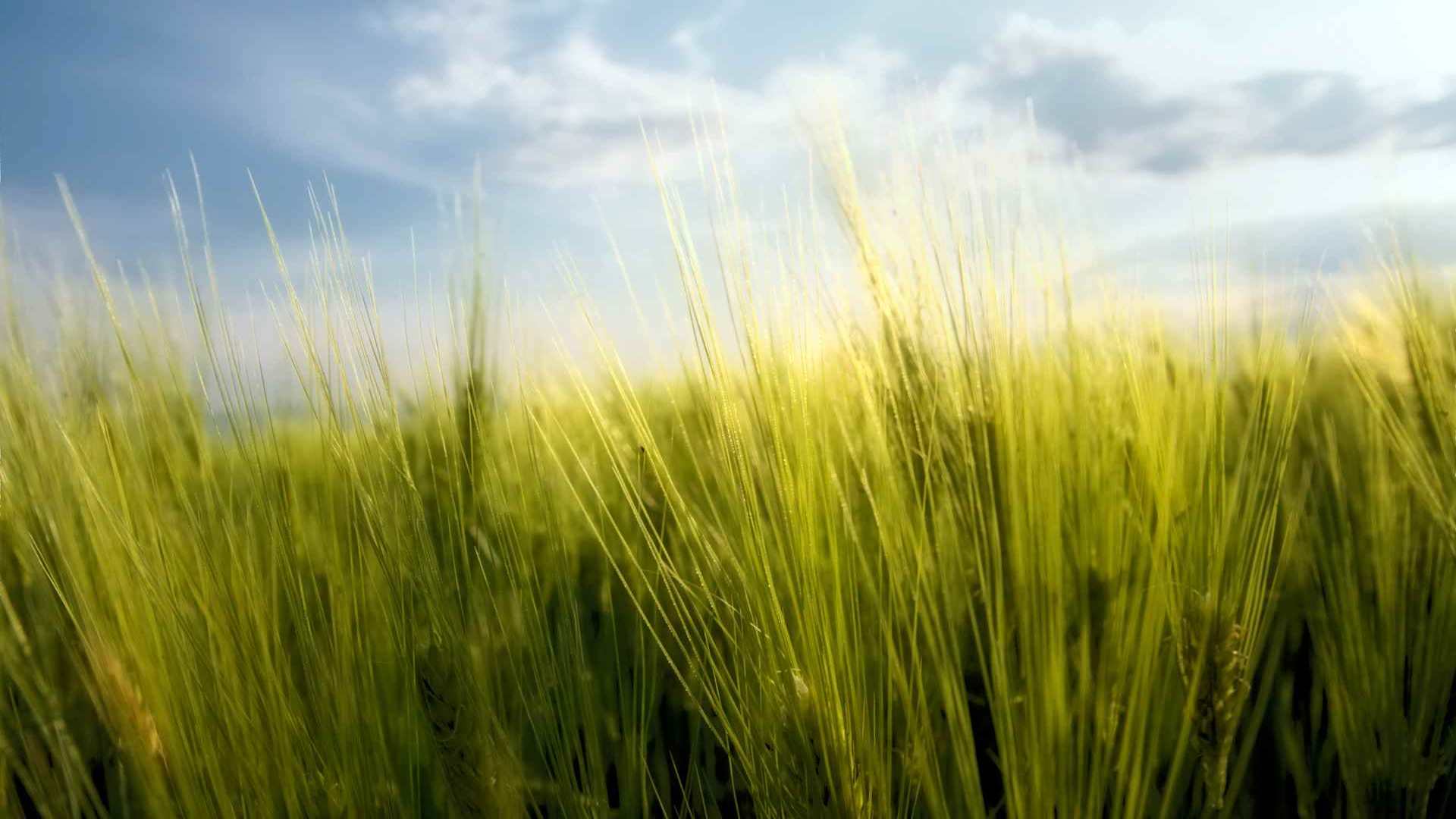 01893_springwheat_1920x1200 — nature wallpaper